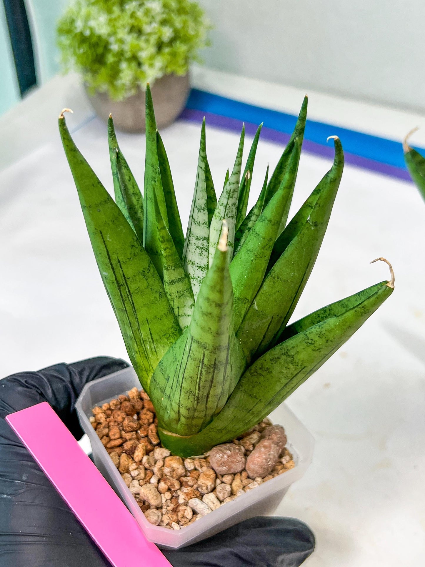 Sansevieria Nakhon luang (#A3) | Select Your Unique Exotic Plant