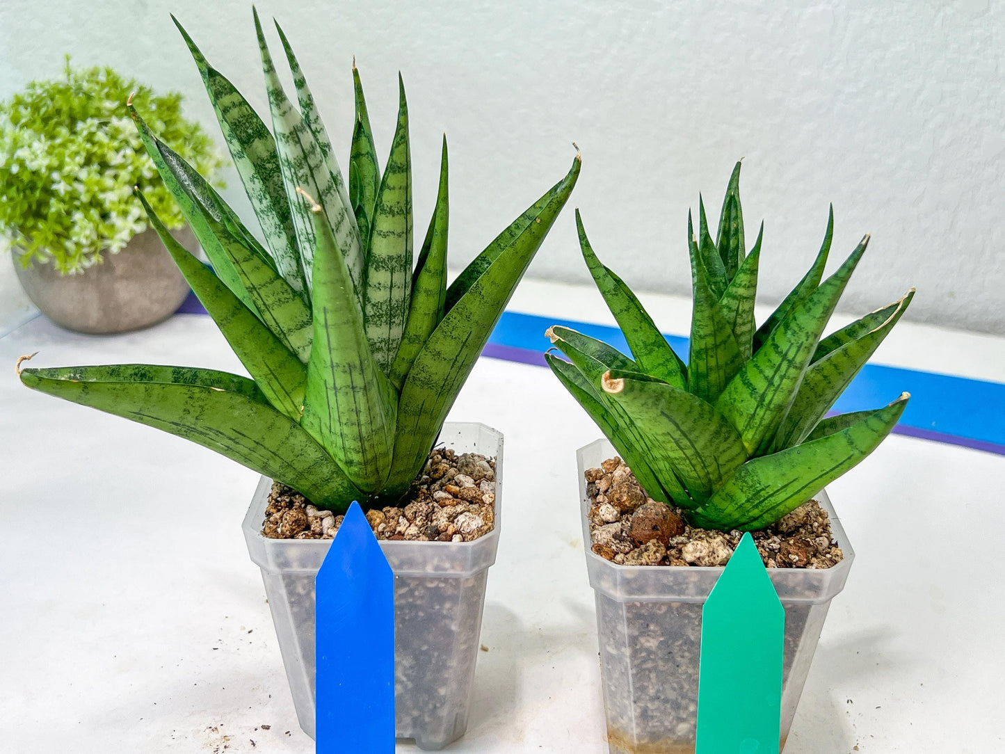 Sansevieria Nakhon luang (#A3) | Select Your Unique Exotic Plant