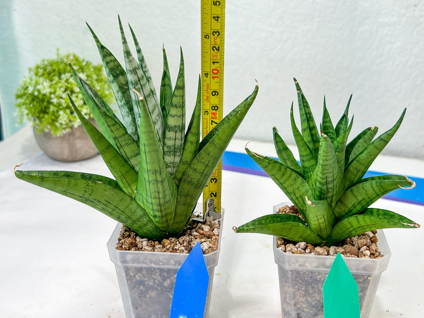 Sansevieria Nakhon luang (#A3) | Select Your Unique Exotic Plant