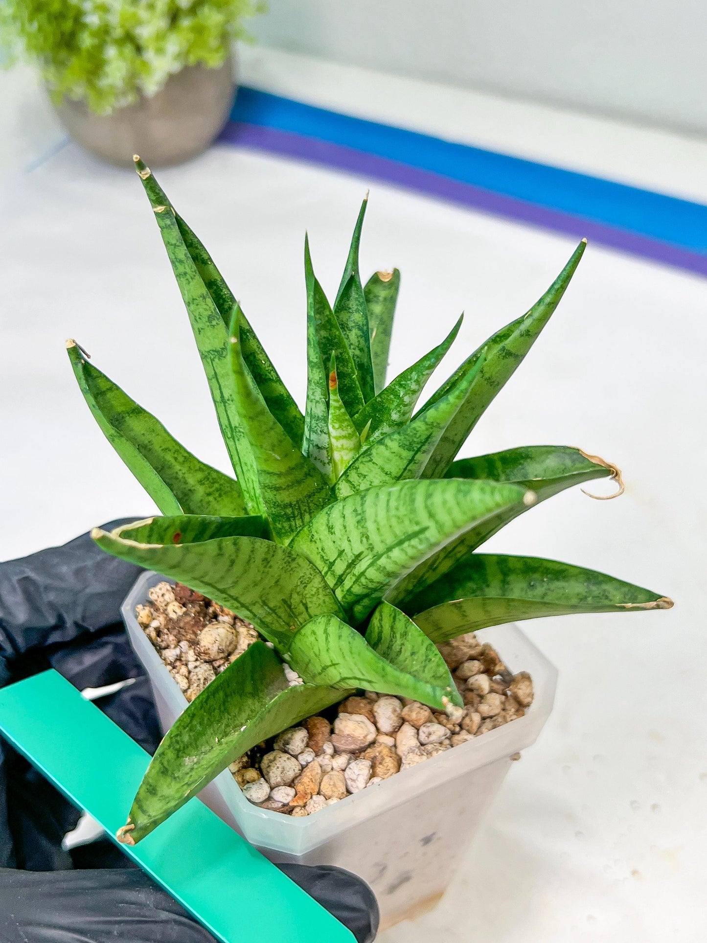 Sansevieria Nakhon luang (#A3) | Select Your Unique Exotic Plant