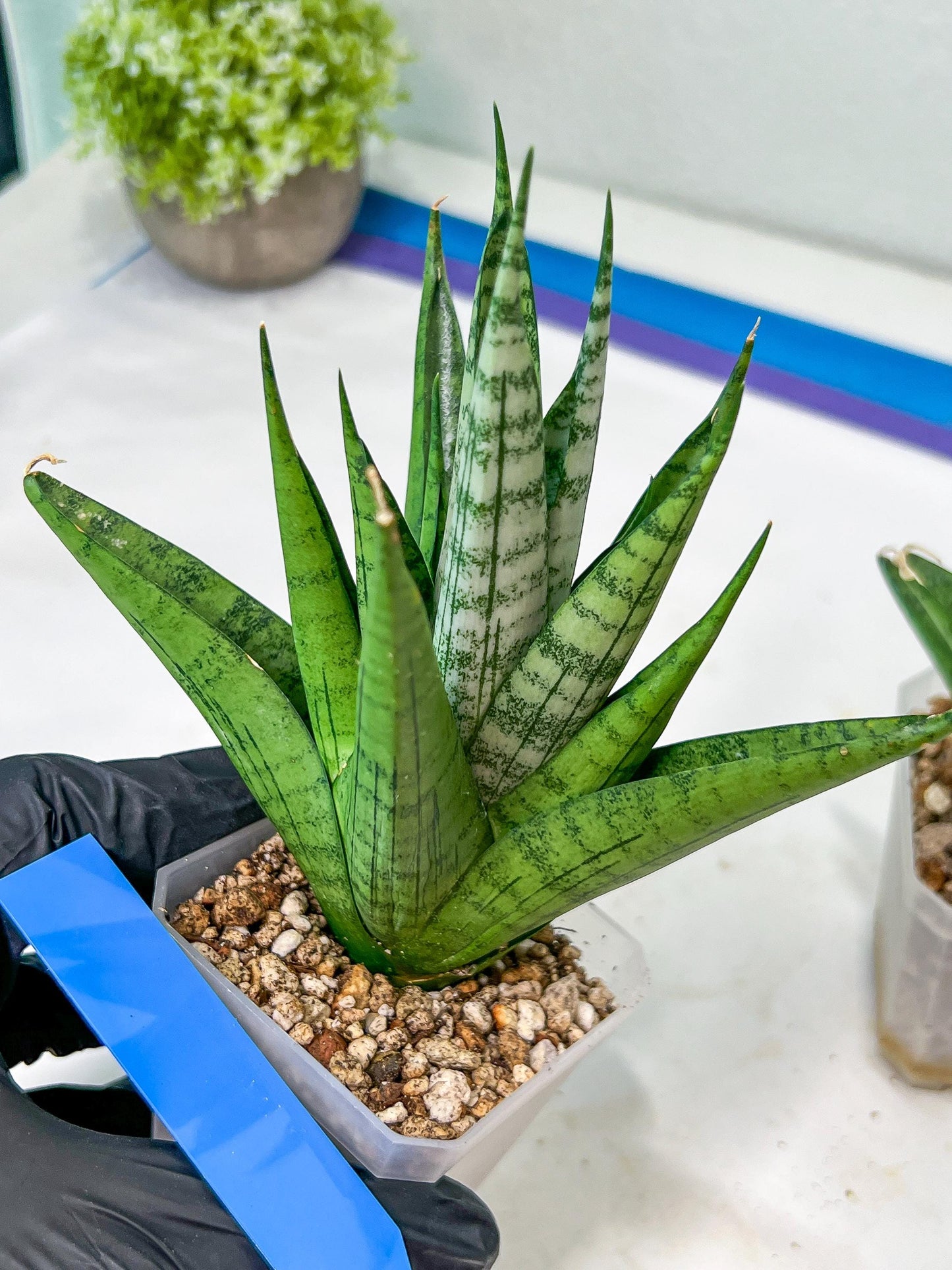 Sansevieria Nakhon luang (#A3) | Select Your Unique Exotic Plant