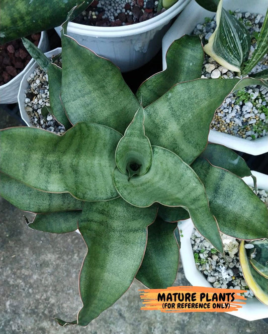 Sansevieria Rosalie (#A3) | Rare Imported House Plants