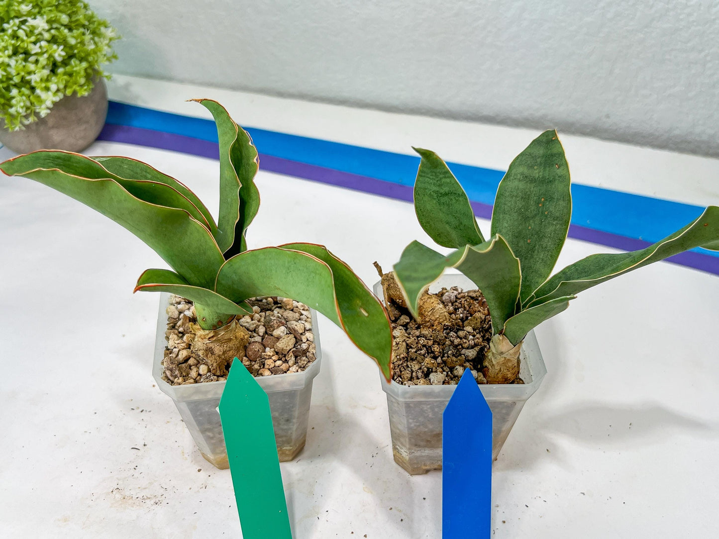 Sansevieria Rosalie (#A3) | Rare Imported House Plants