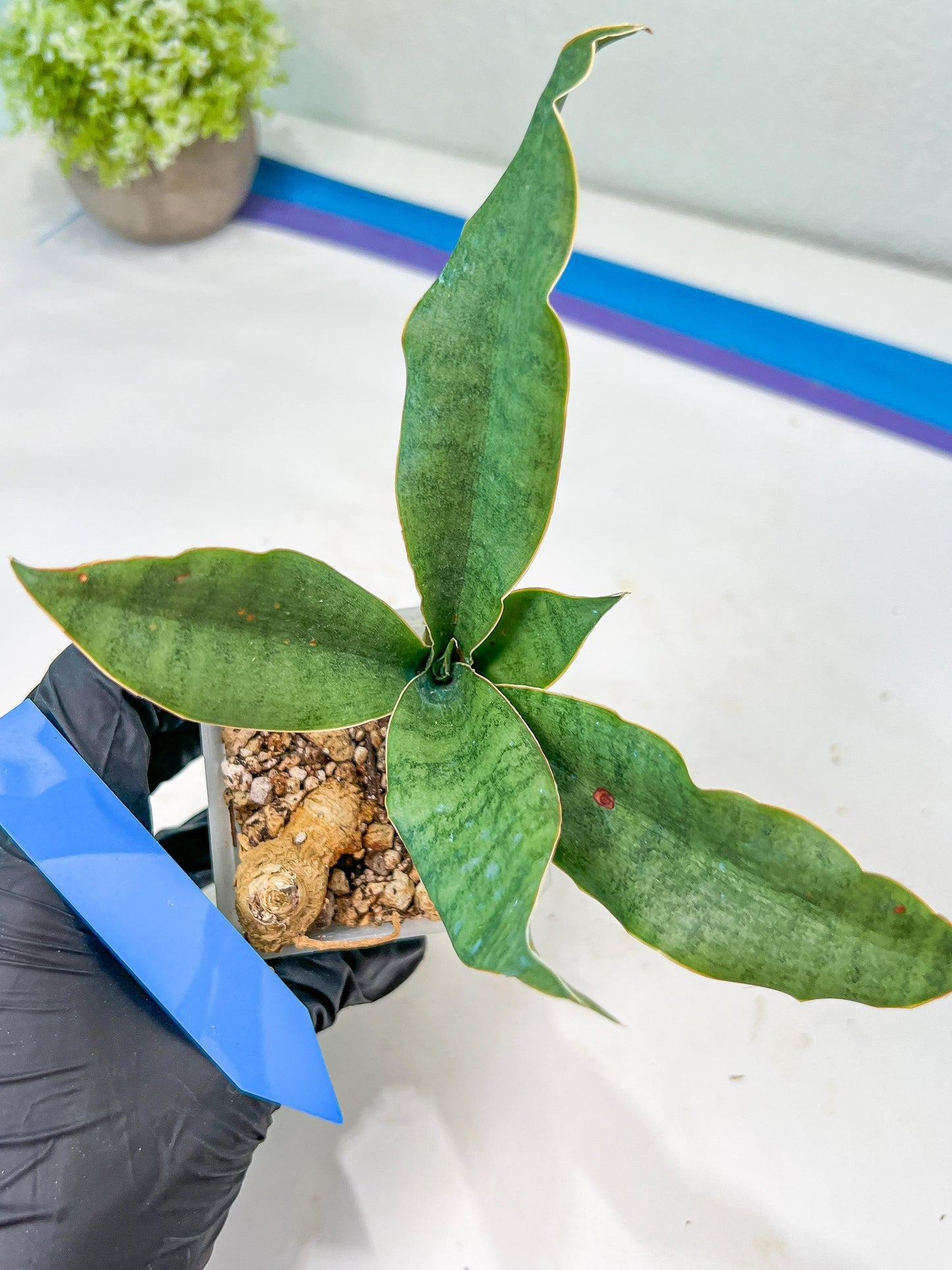 Sansevieria Rosalie (#A3) | Rare Imported House Plants