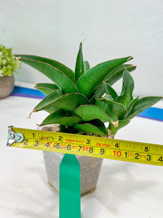 Sansevieria Hybrid Maya (#A4) | Imported Plants | Rare Hybrid Species