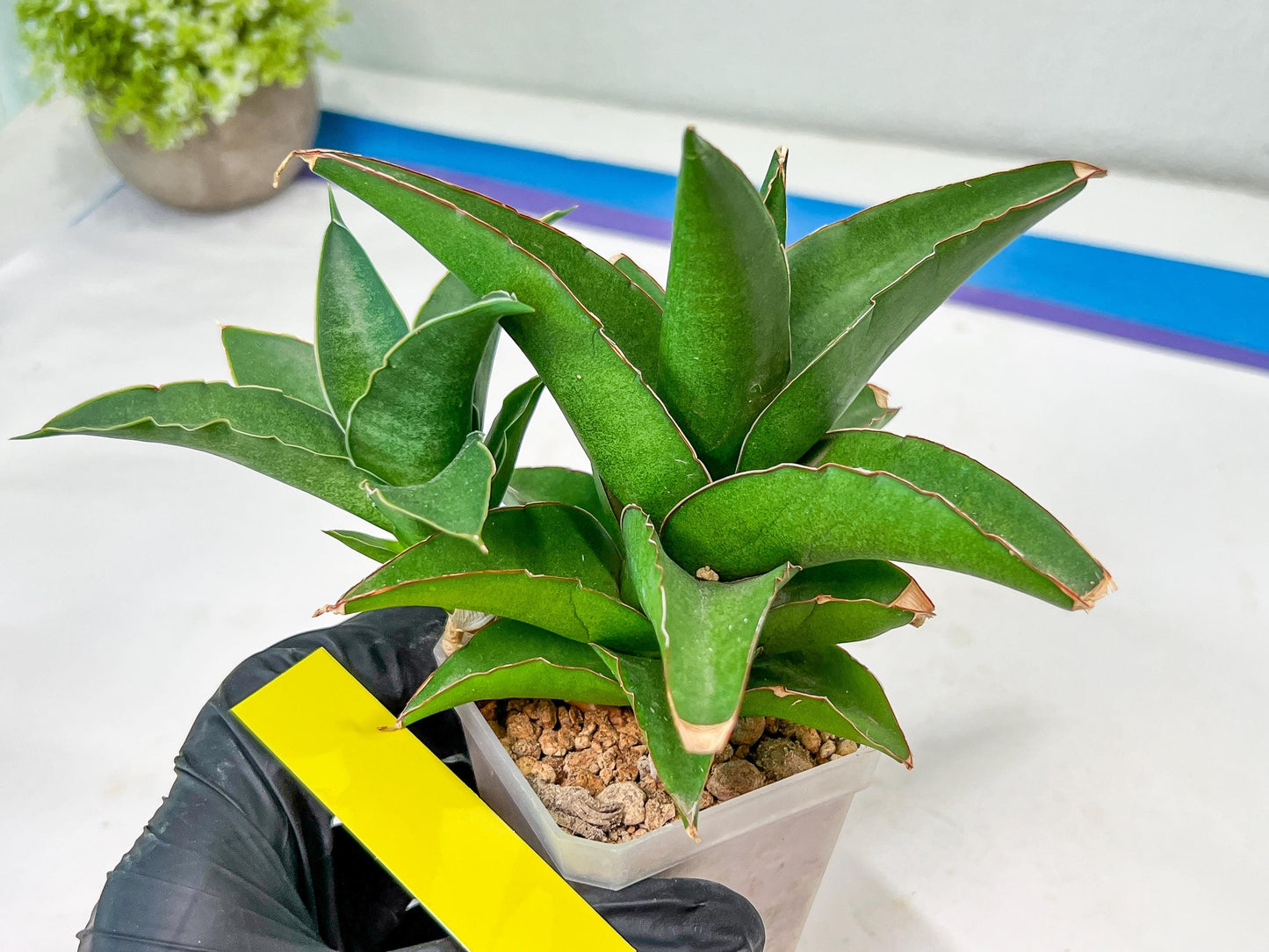 Sansevieria Hybrid Maya (#A4) | Imported Plants | Rare Hybrid Species