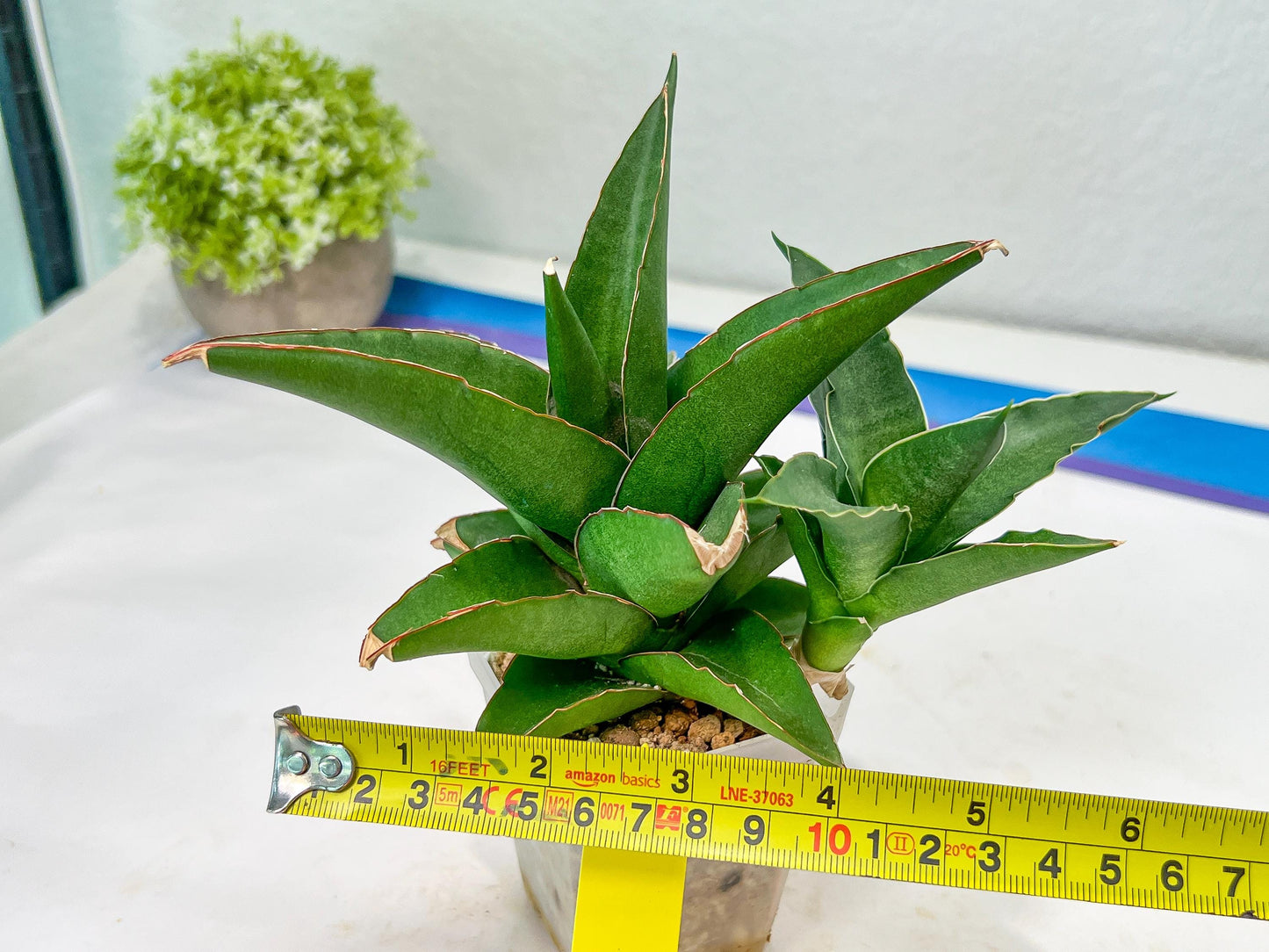 Sansevieria Hybrid Maya (#A4) | Imported Plants | Rare Hybrid Species