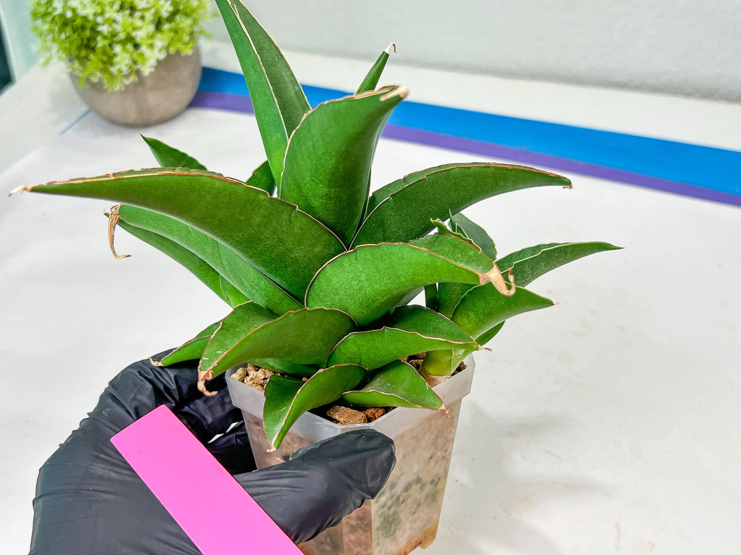 Sansevieria Hybrid Maya (#A4) | Imported Plants | Rare Hybrid Species