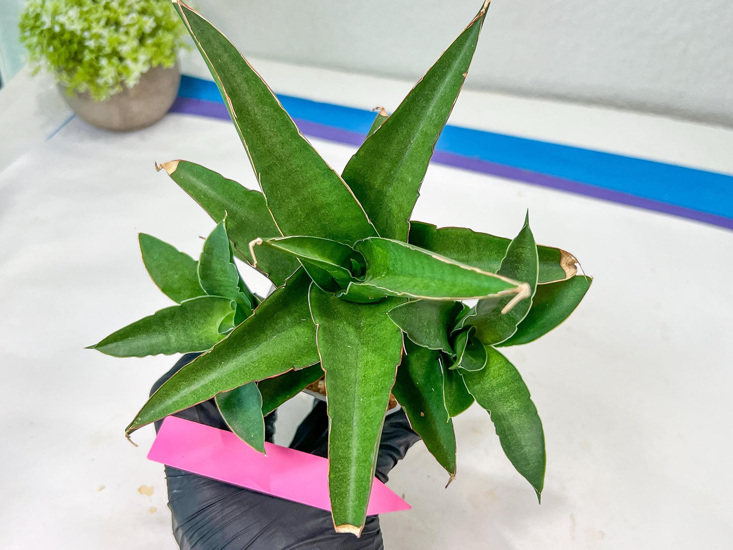 Sansevieria Hybrid Maya (#A4) | Imported Plants | Rare Hybrid Species