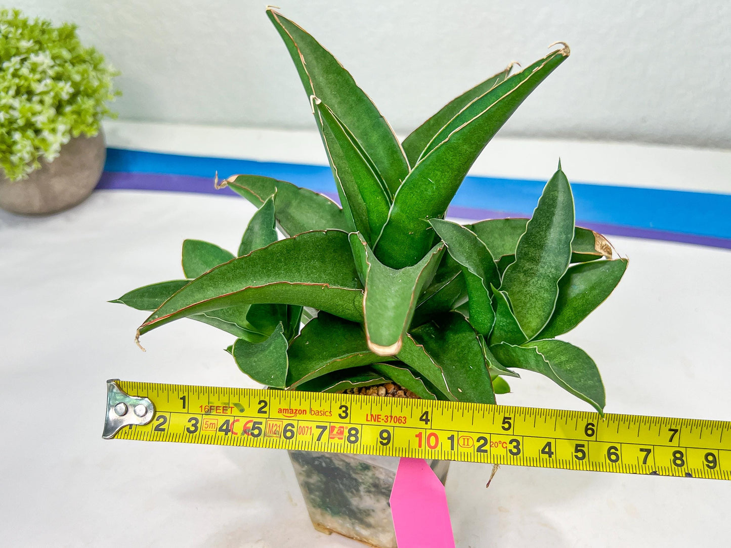 Sansevieria Hybrid Maya (#A4) | Imported Plants | Rare Hybrid Species