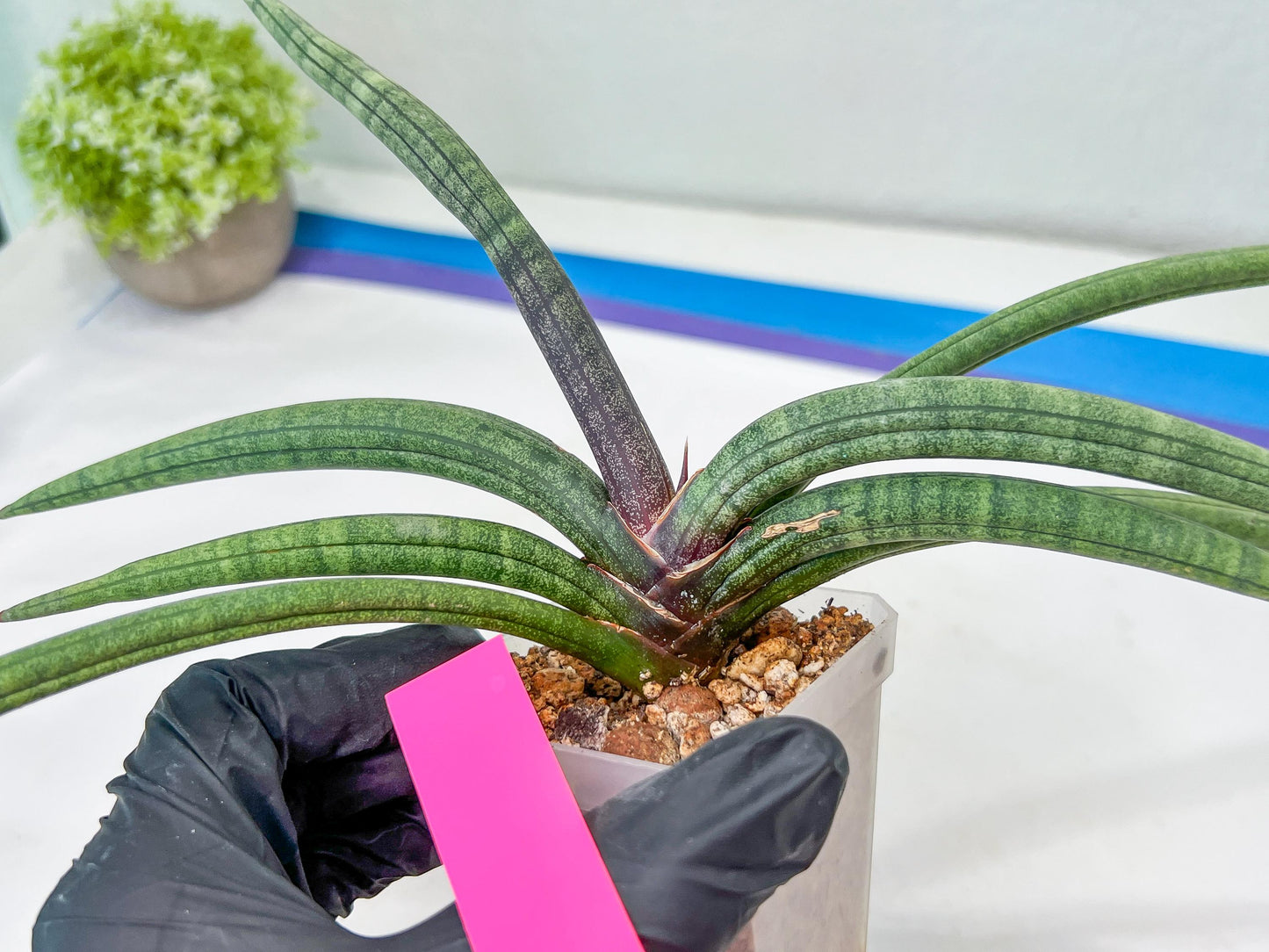 Sansevieria Terung Muda (#A4) | Rare Imported House Plants
