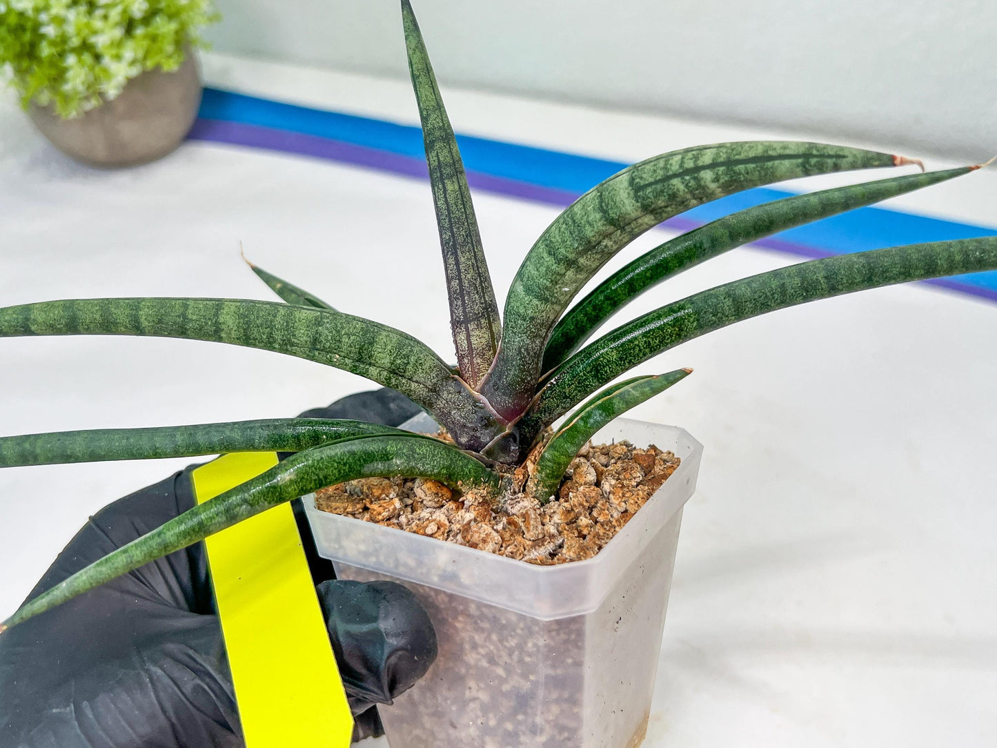 Sansevieria Terung Muda (#A4) | Rare Imported House Plants