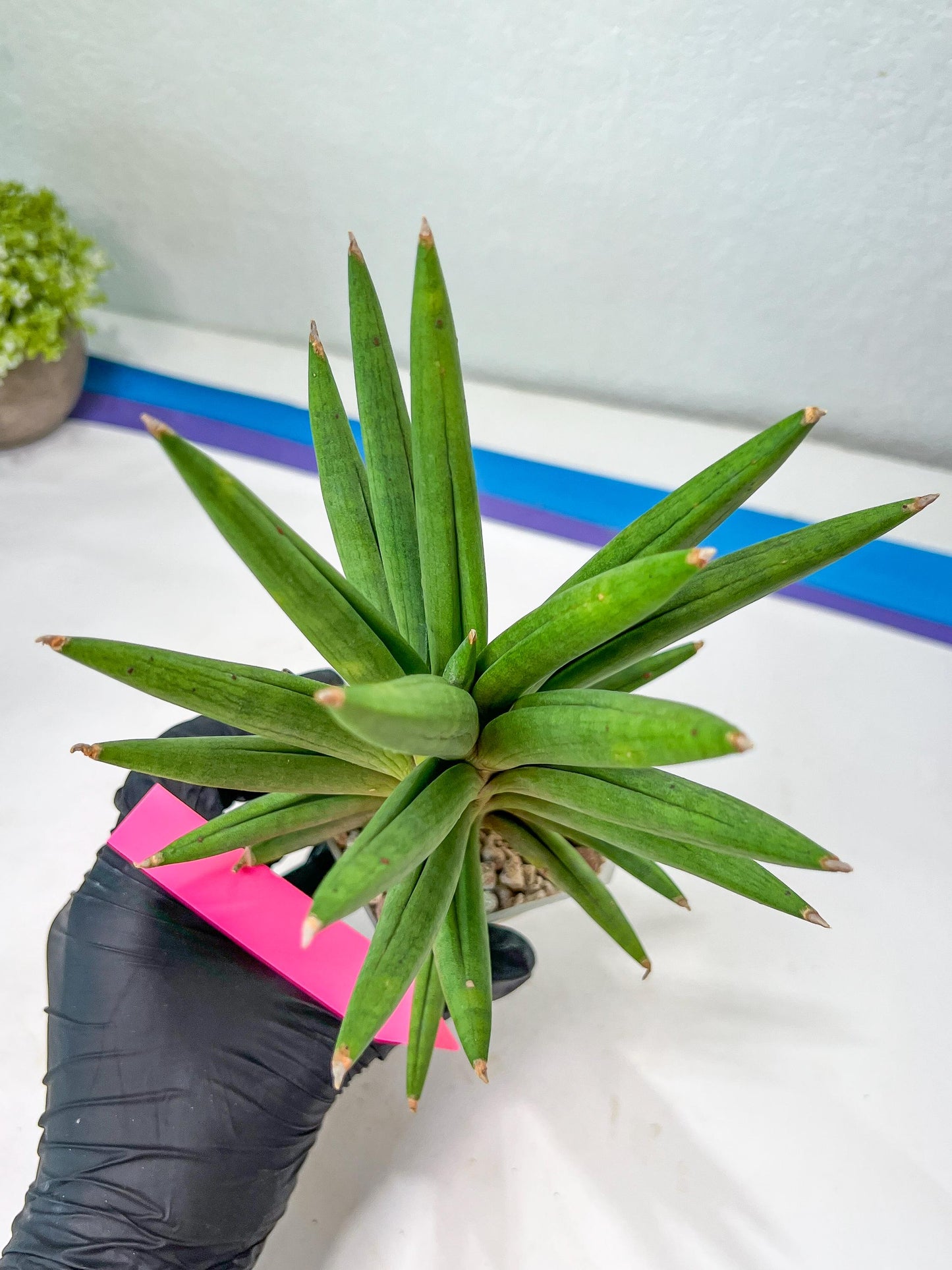 Sansevieria Repeta (C6) | Imported Plants | Rare Hybrid Species
