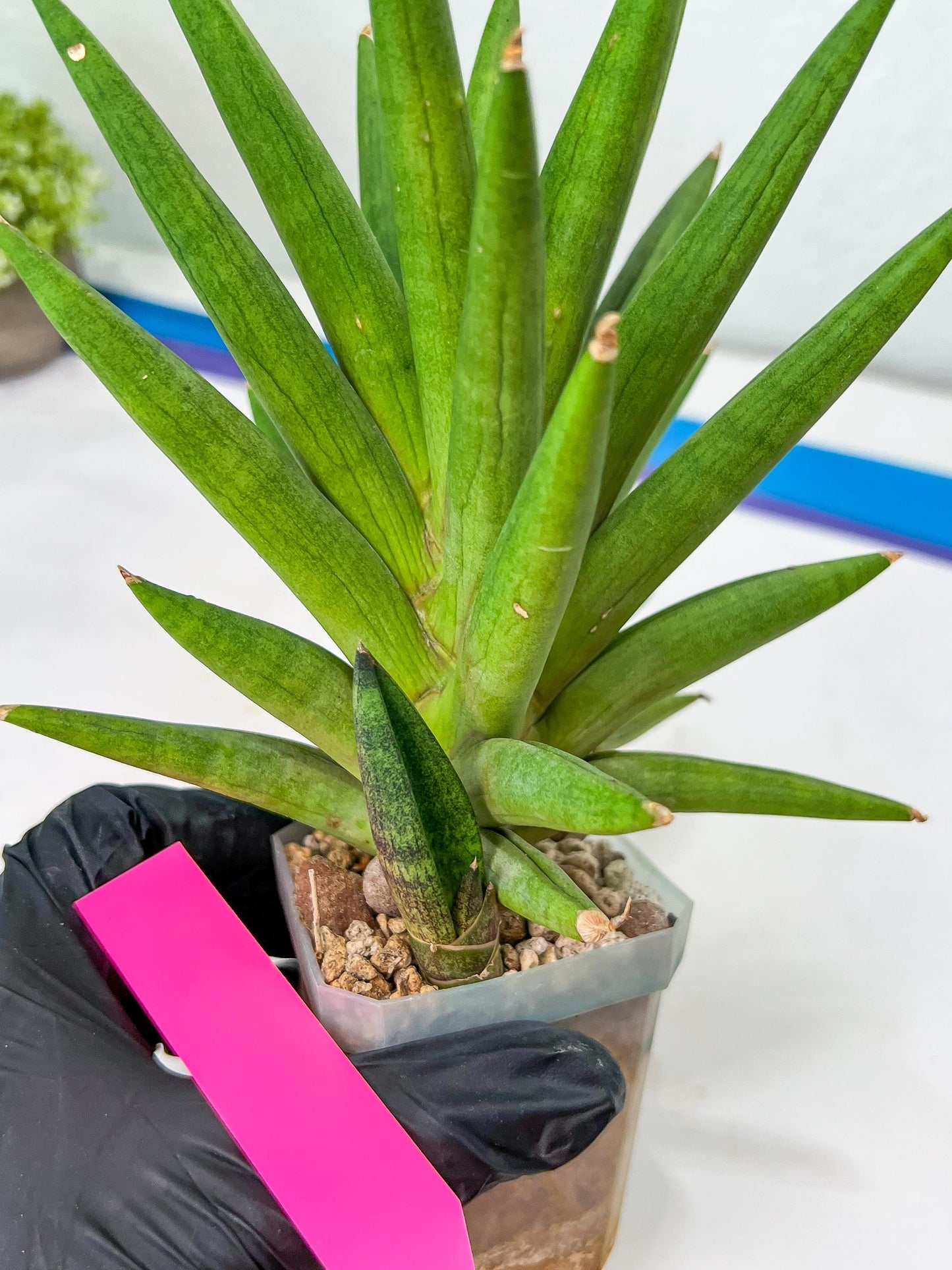 Sansevieria Repeta (C6) | Imported Plants | Rare Hybrid Species