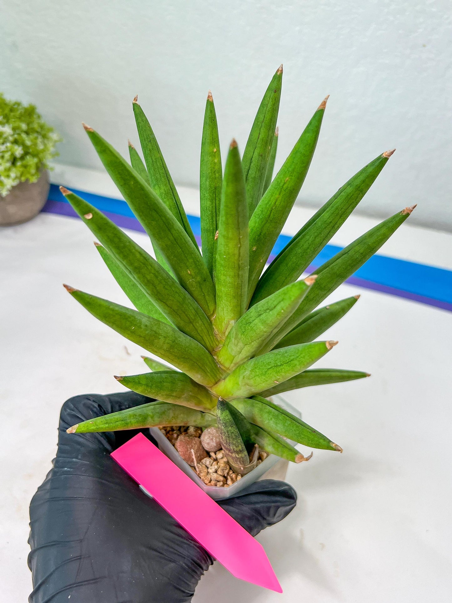 Sansevieria Repeta (C6) | Imported Plants | Rare Hybrid Species