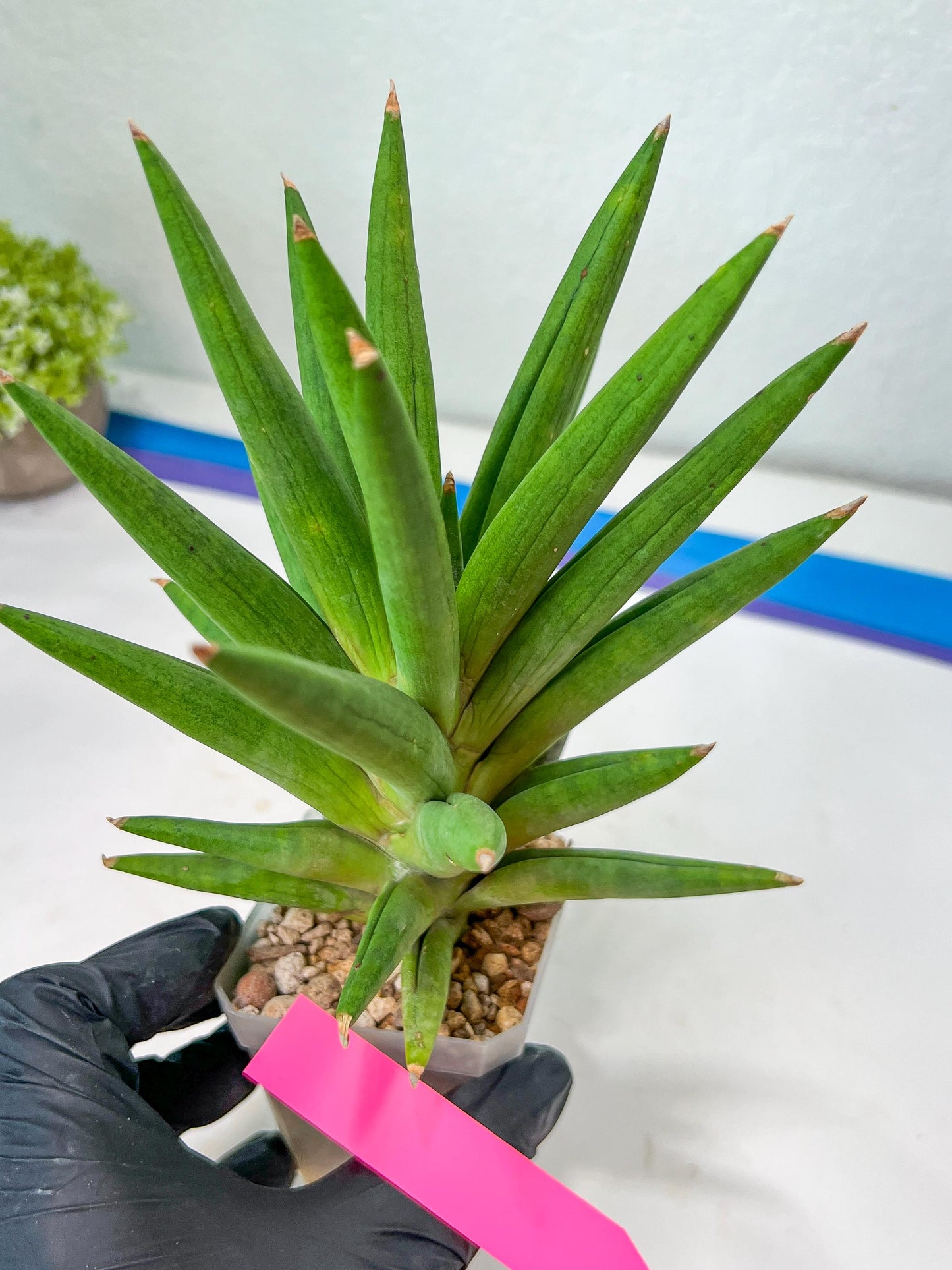 Sansevieria Repeta (C6) | Imported Plants | Rare Hybrid Species