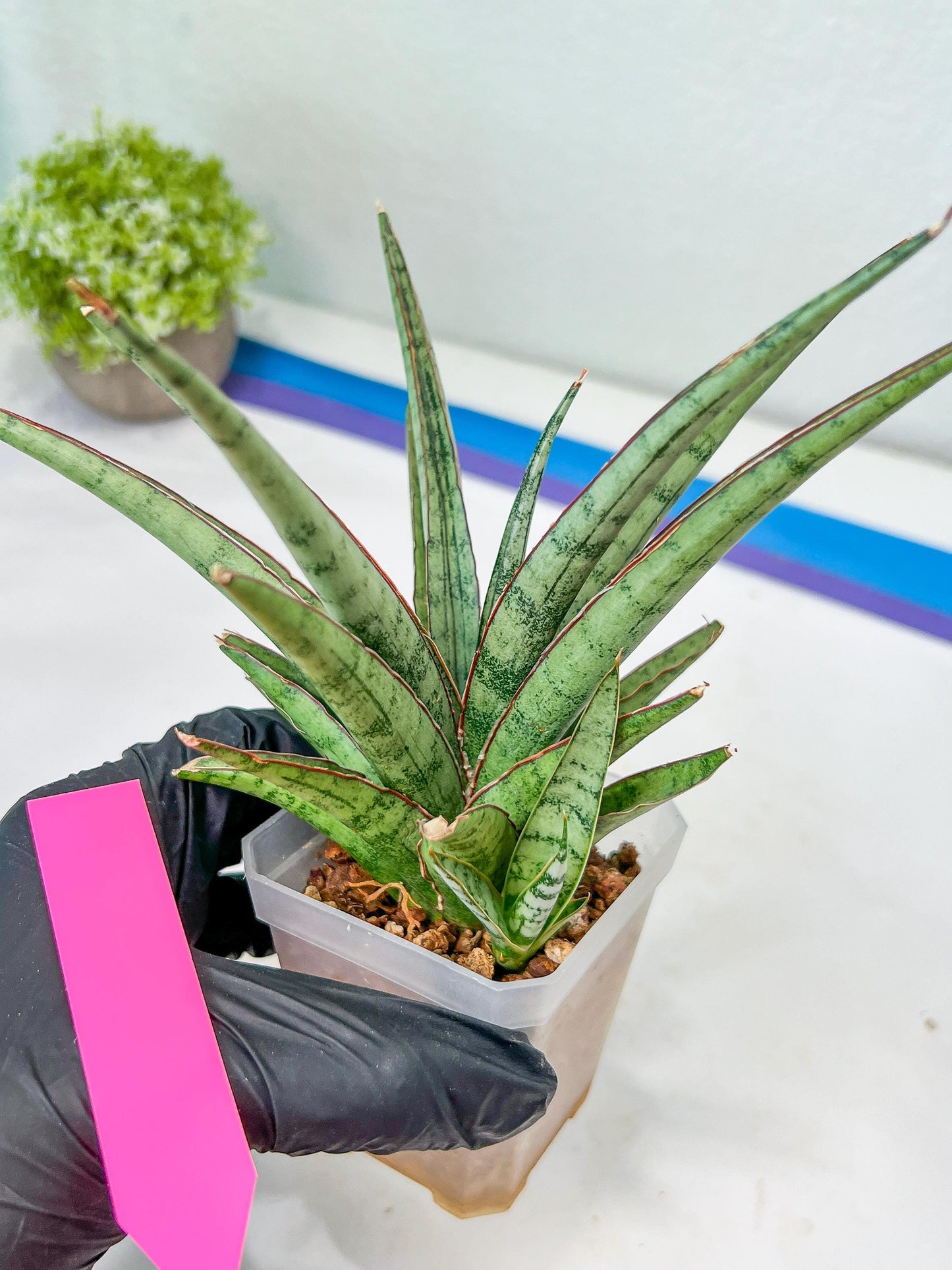 Sansevieria Crown up (#C6) | Imported Plants | Rare Hybrid Species