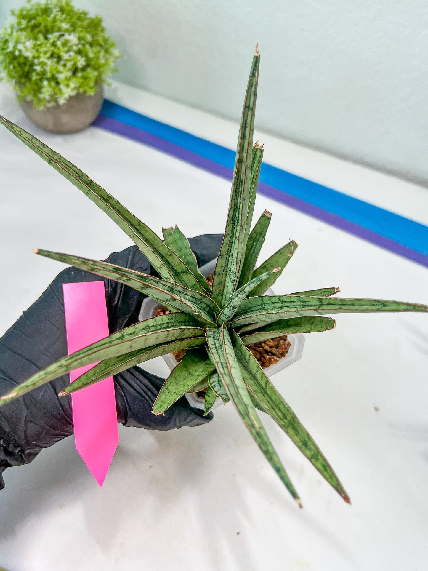 Sansevieria Crown up (#C6) | Imported Plants | Rare Hybrid Species