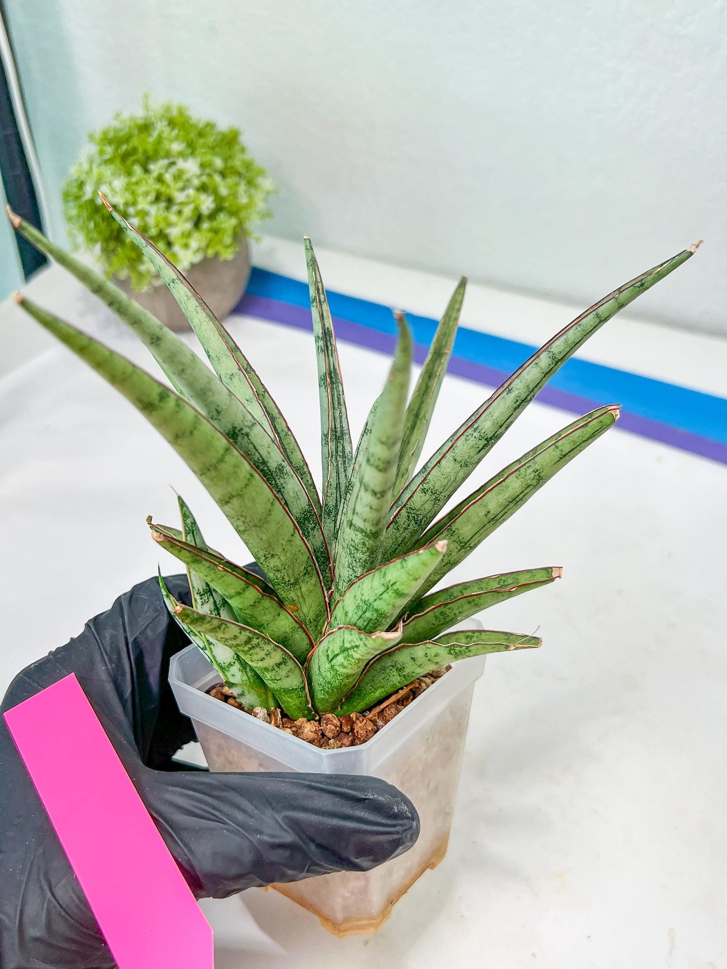 Sansevieria Crown up (#C6) | Imported Plants | Rare Hybrid Species
