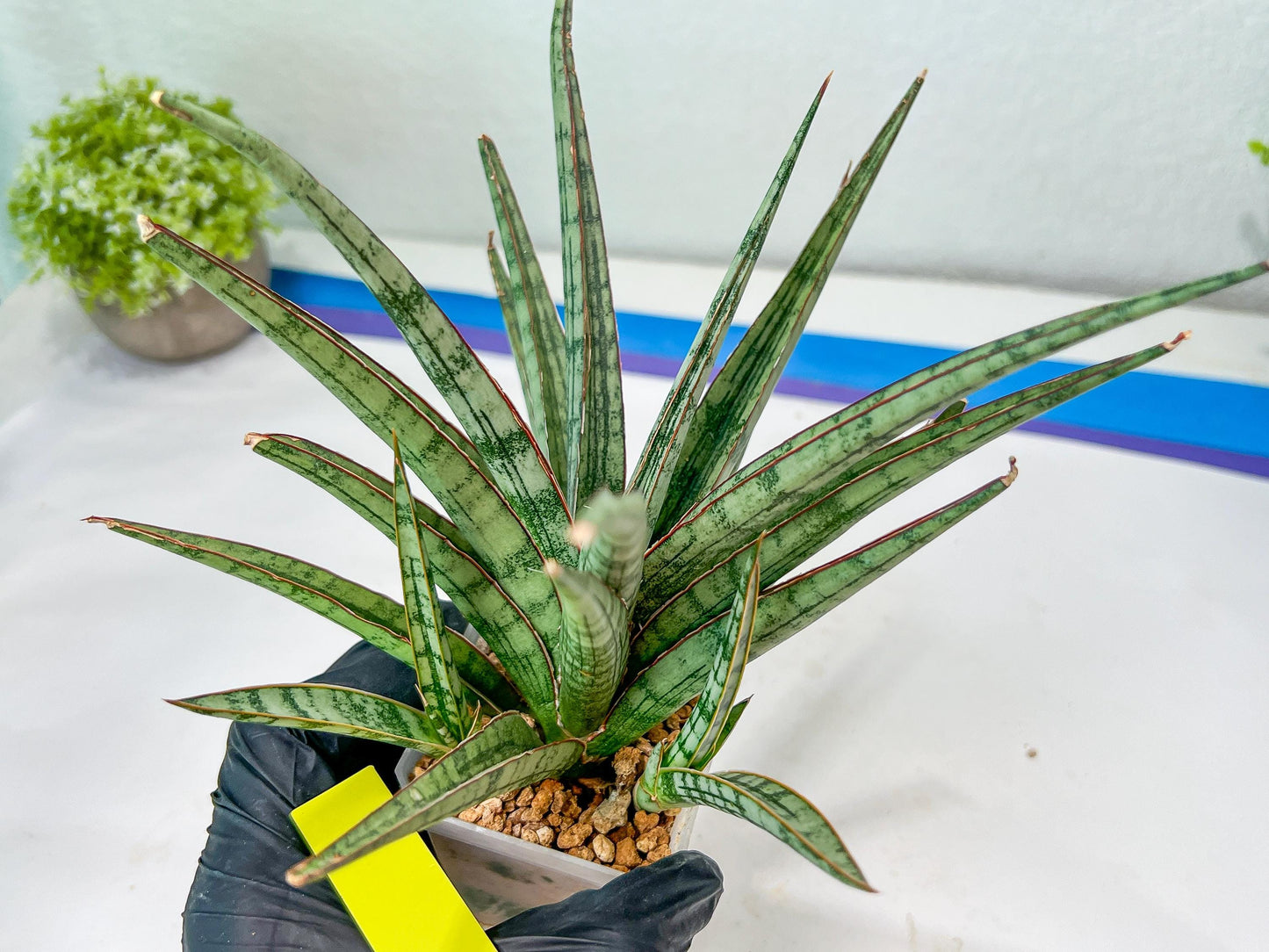 Sansevieria Crown up (#C6) | Imported Plants | Rare Hybrid Species