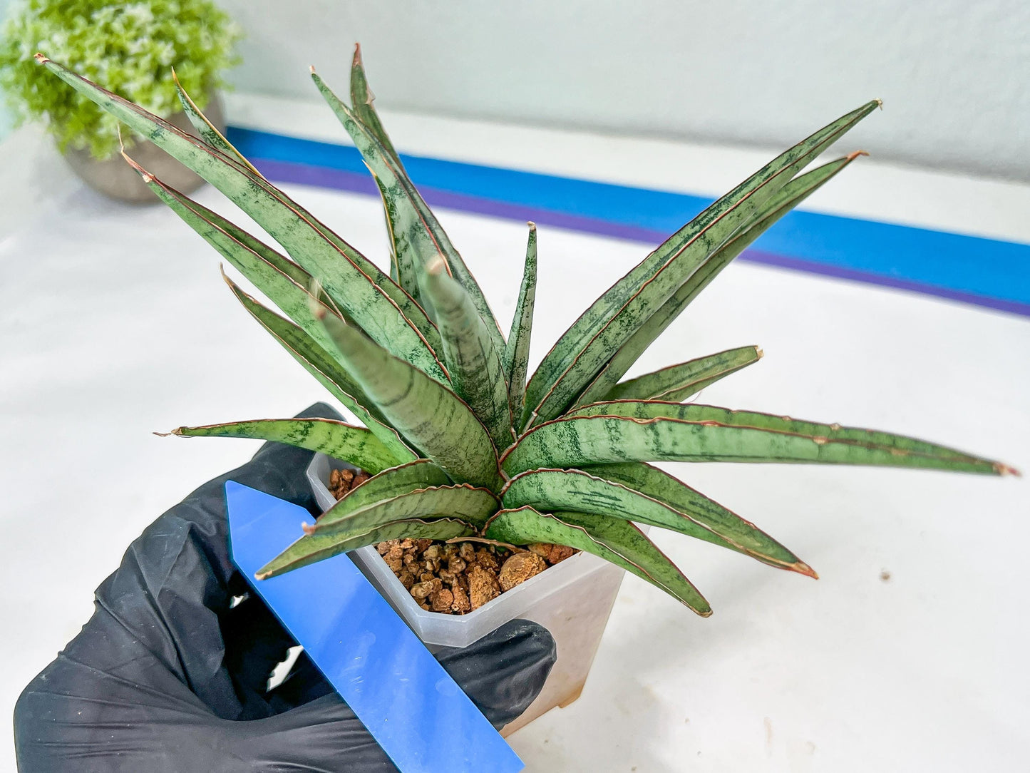 Sansevieria Crown up (#C6.5) | Imported Snake Plants