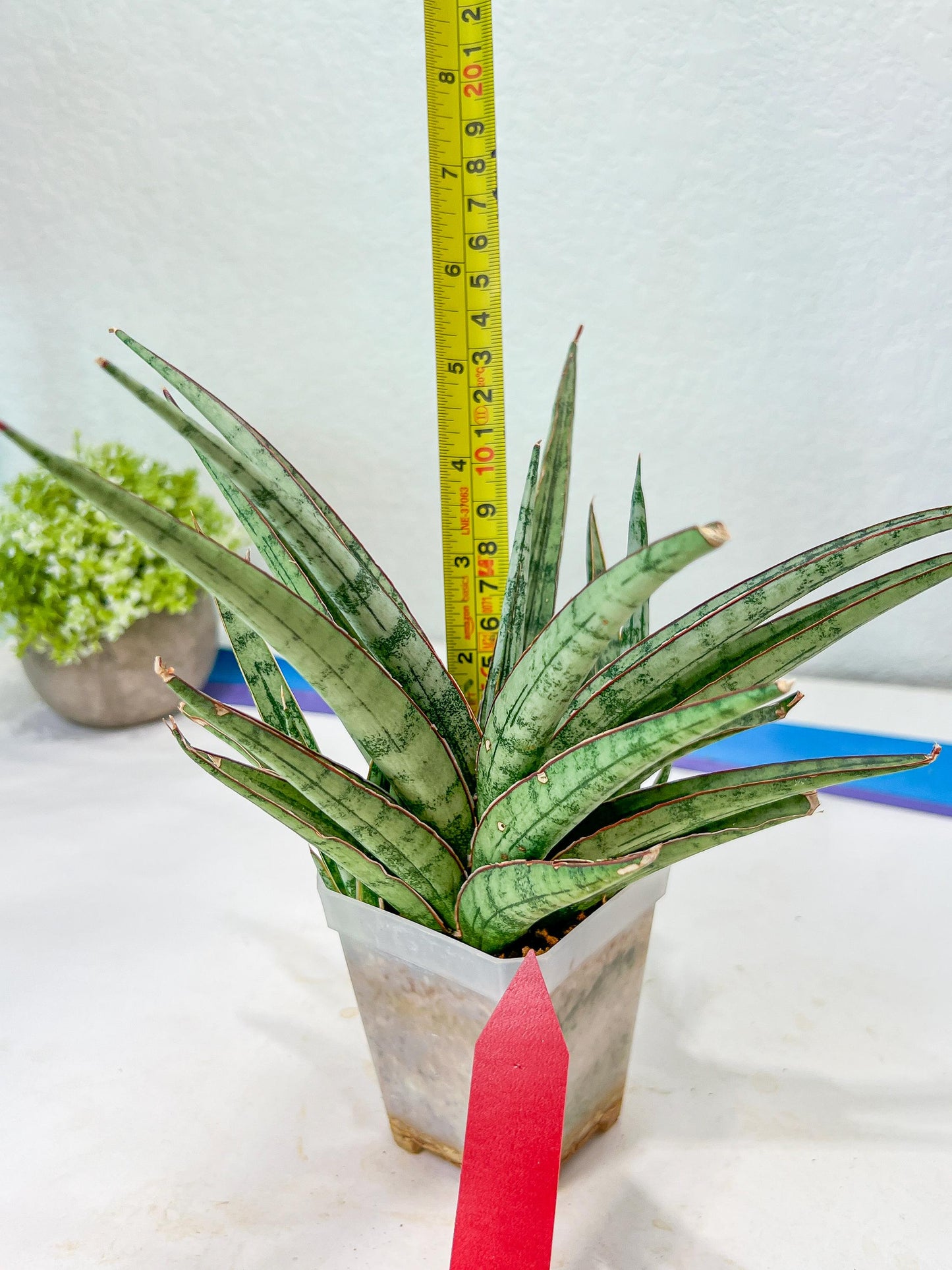 Sansevieria Crown up (#C6.5) | Imported Snake Plants