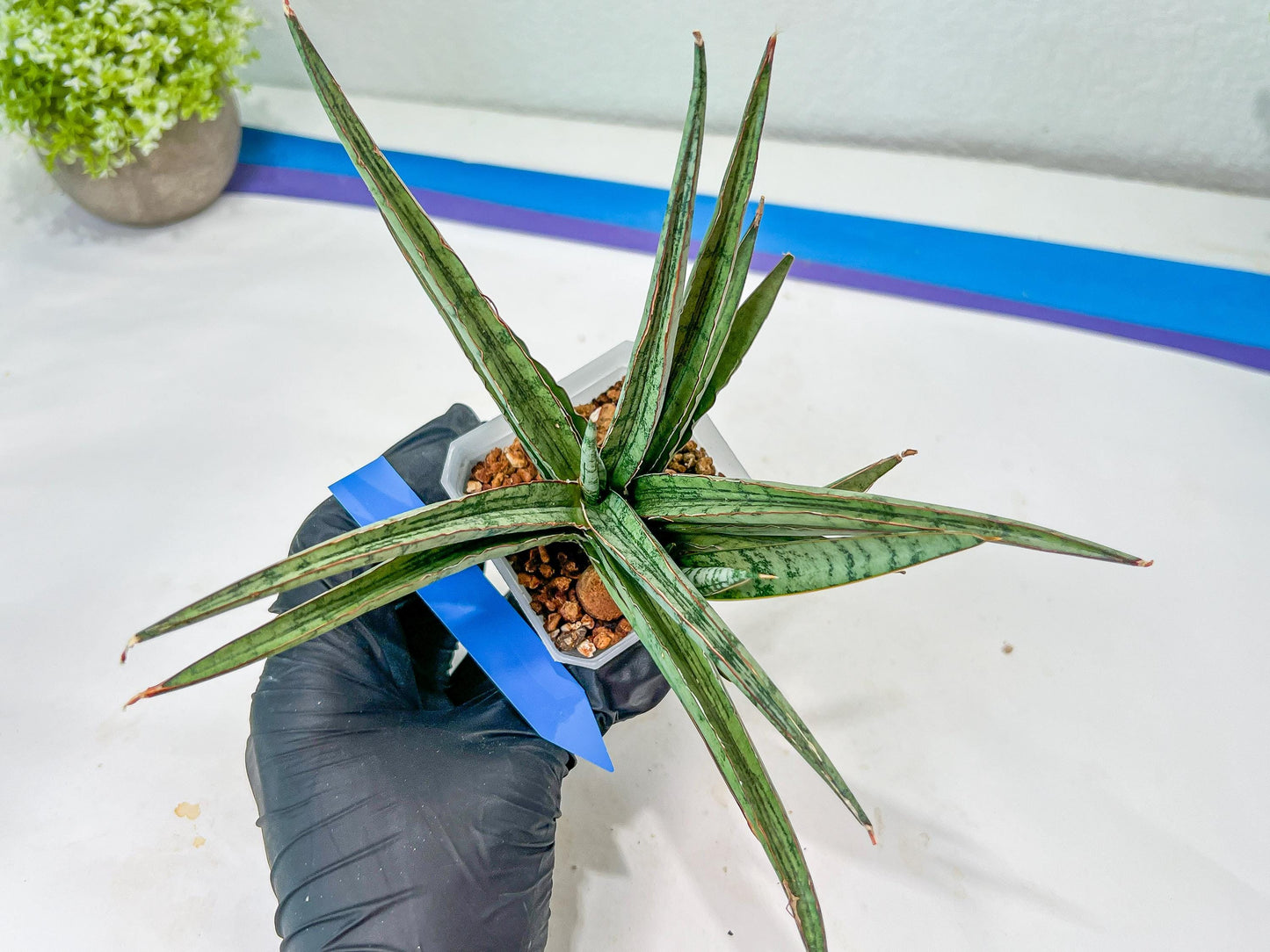 Sansevieria Crown up (#C6.5) | Imported Snake Plants