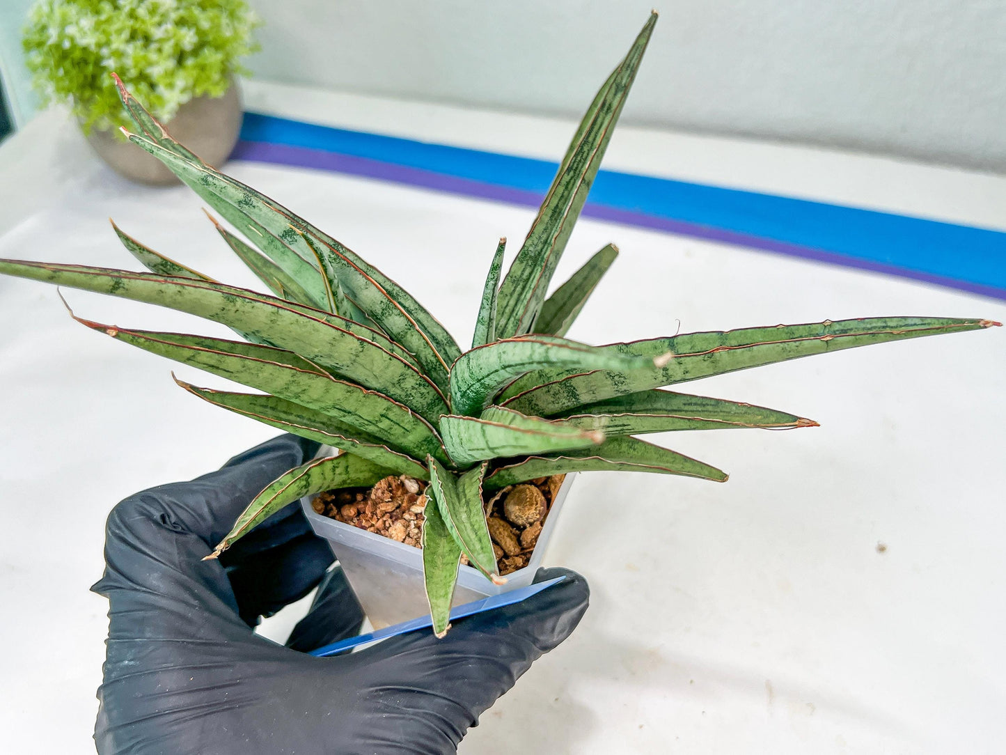 Sansevieria Crown up (#C6.5) | Imported Snake Plants