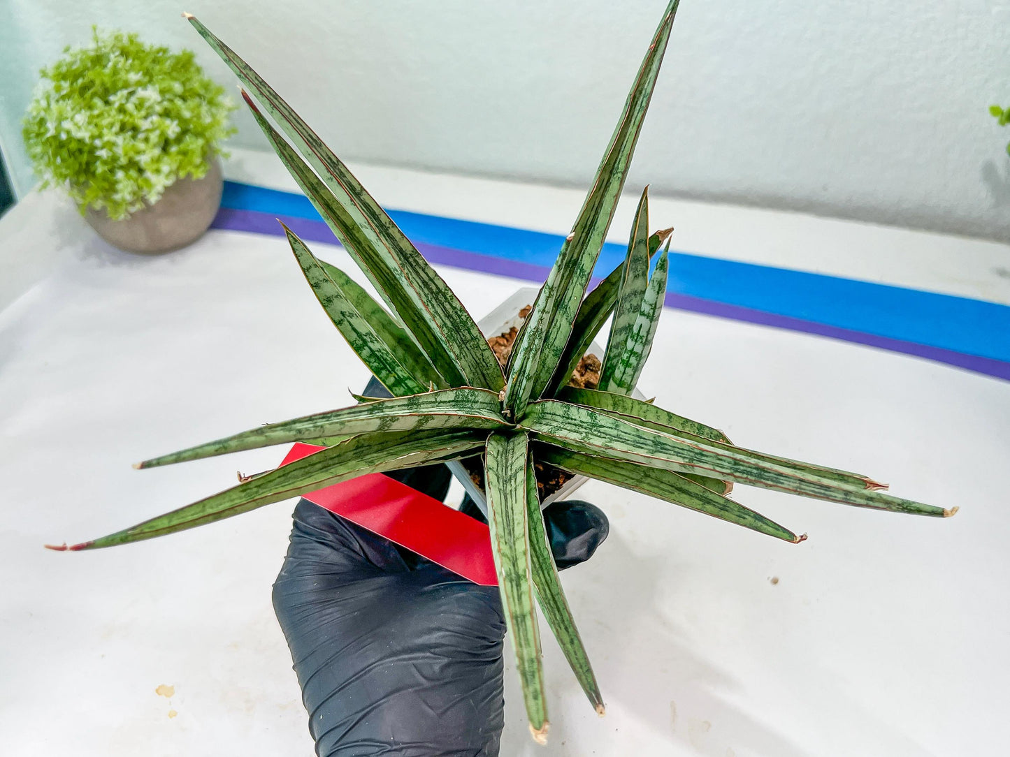 Sansevieria Crown up (#C6.5) | Imported Snake Plants