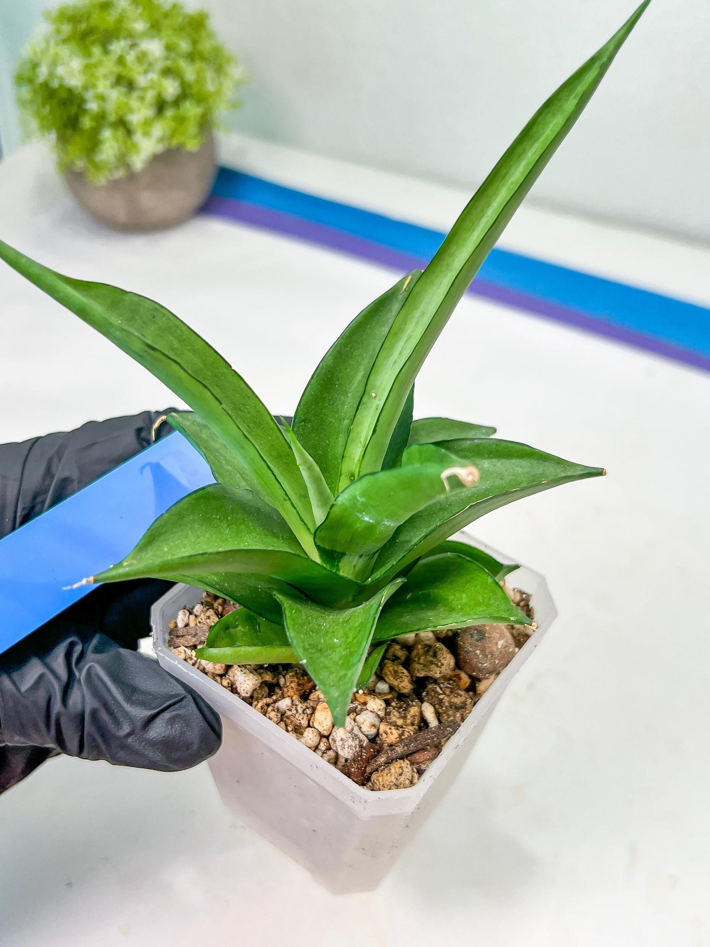 Sansevieria Manee Thewee (PH4) | Rare Imported Hybrids