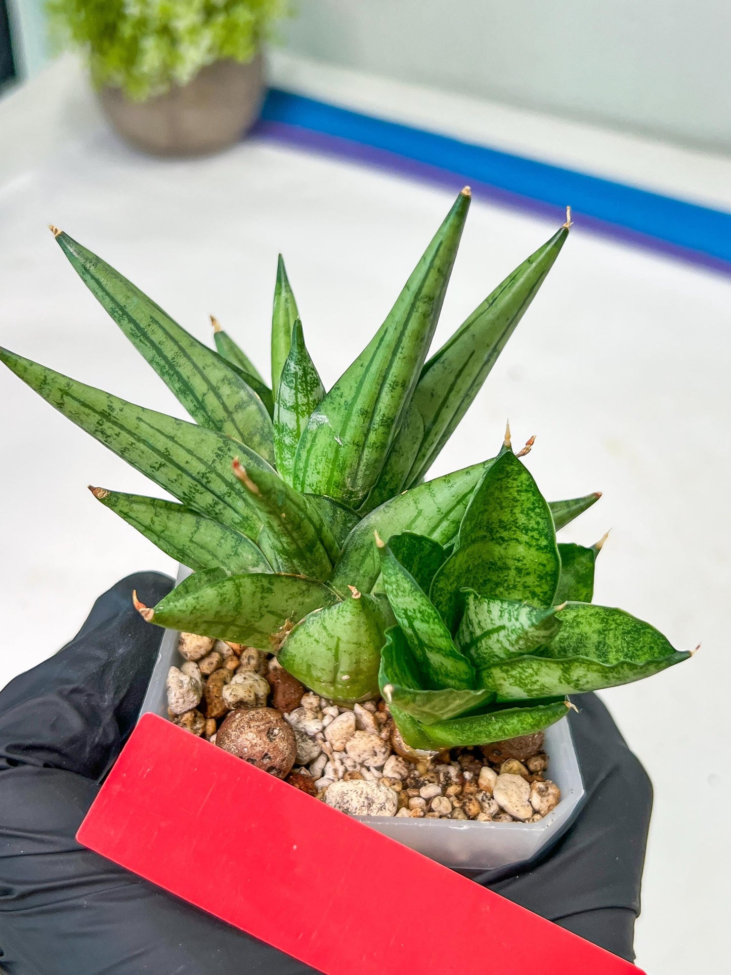 Sansevieria Yaya (PH5) | Rare Imported House Plants