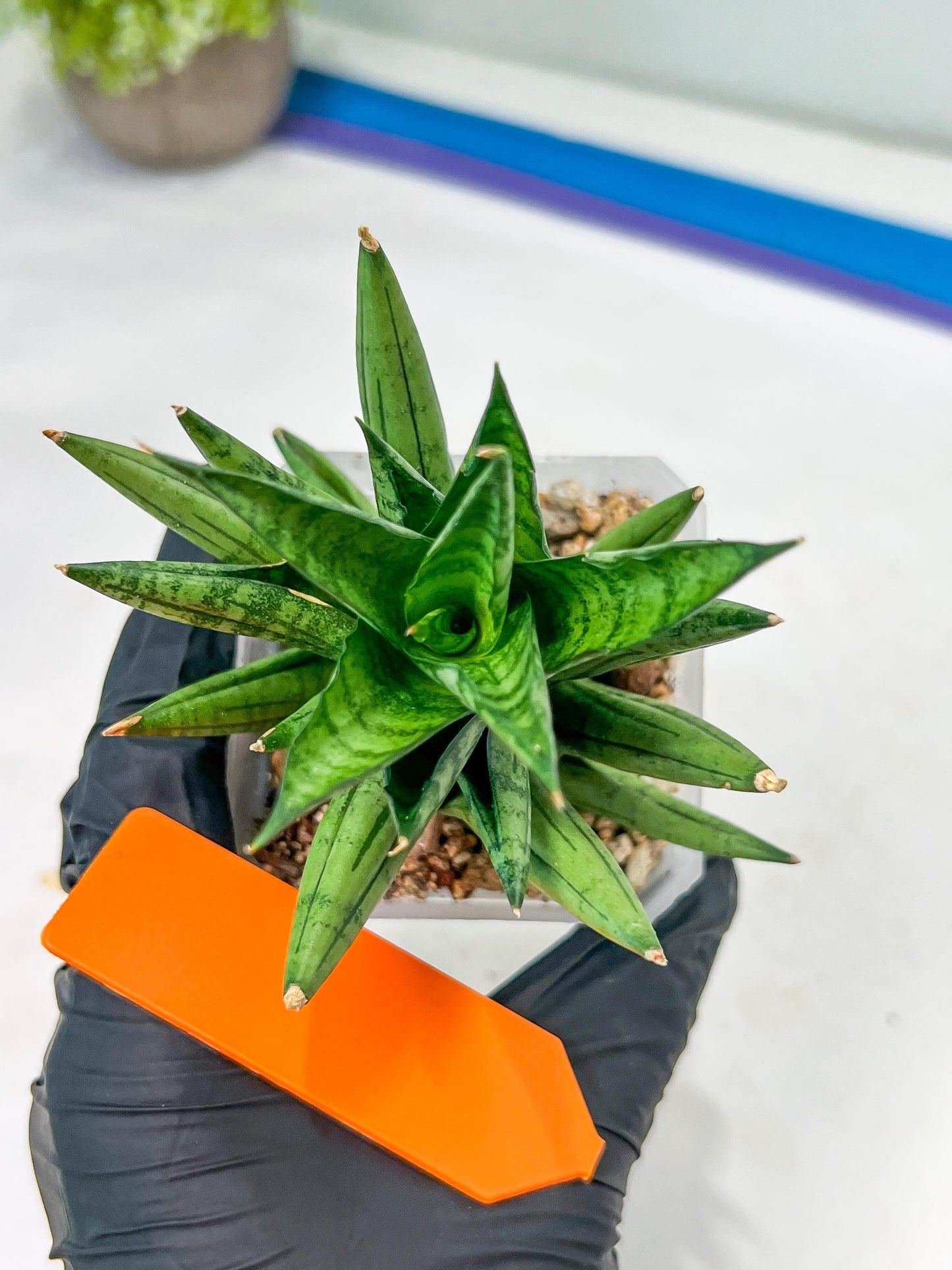 Sansevieria Yaya (PH5) | Rare Imported House Plants