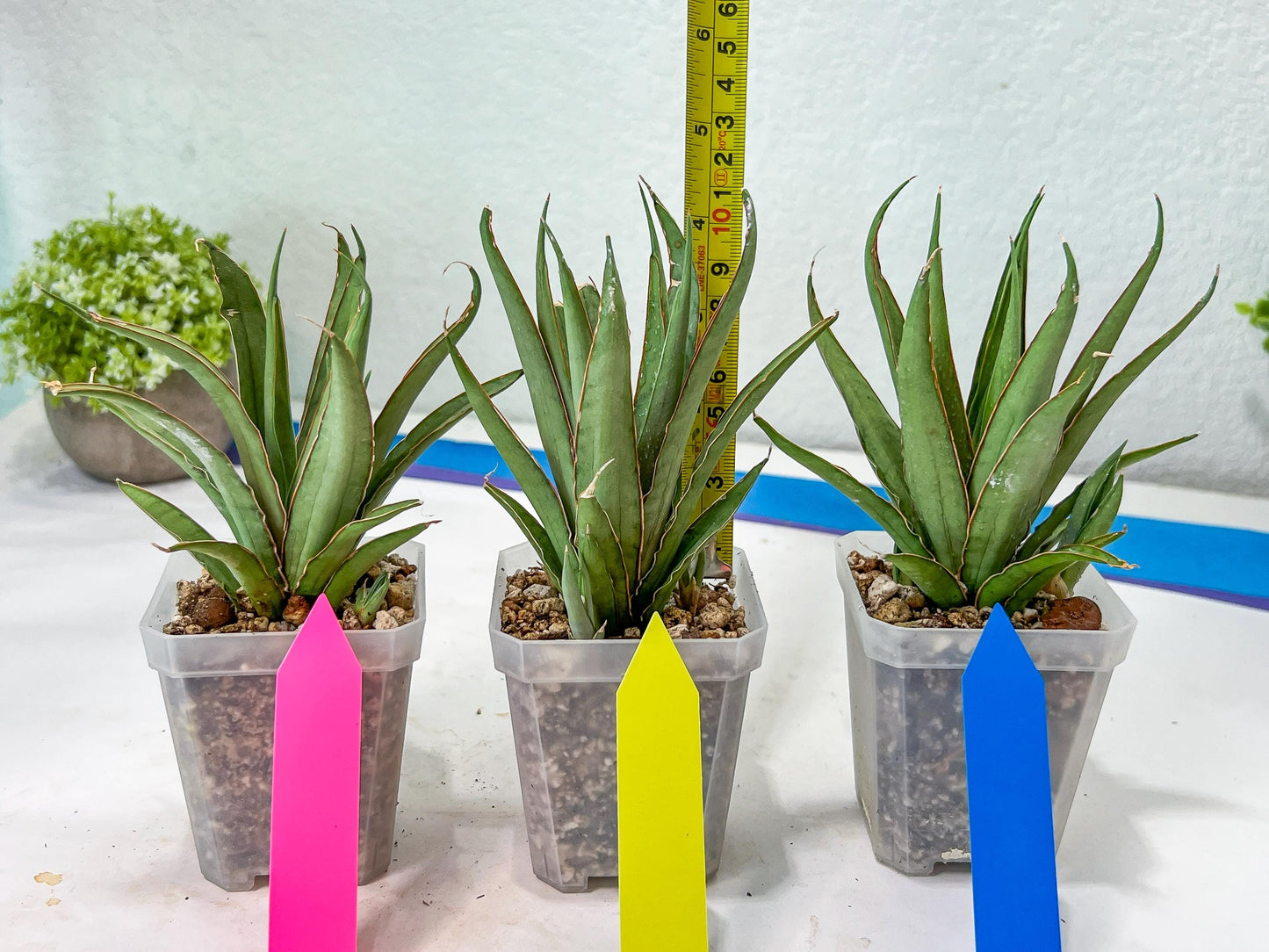 Sansevieria Stormy Silver (#PH6) | Rare Imported Hybrids