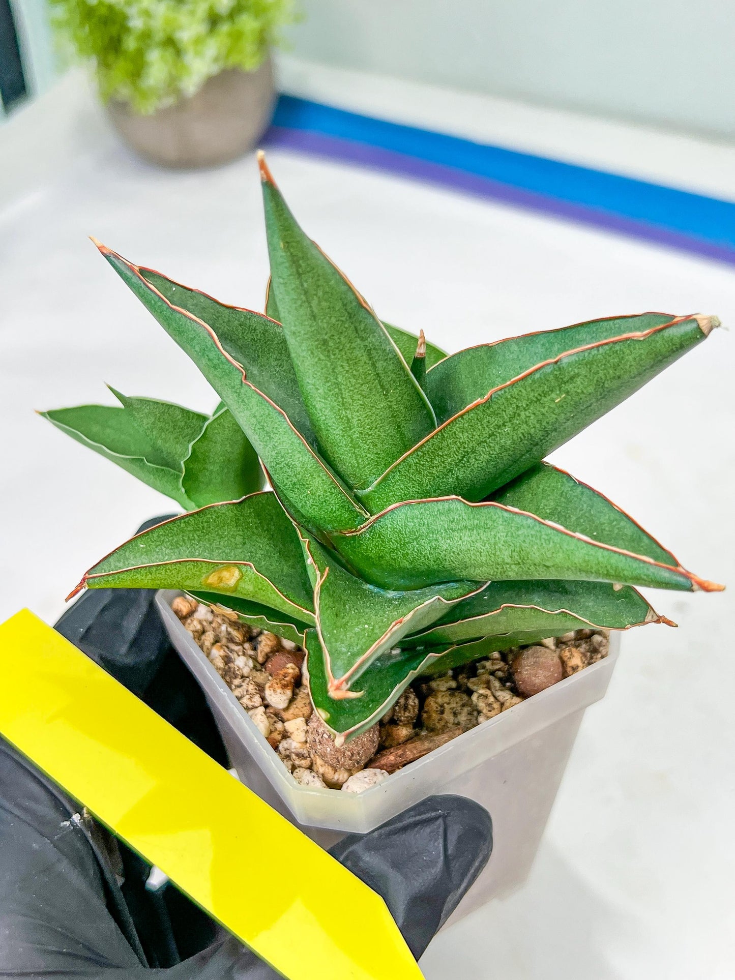 Sansevieria Bonny (PH9) | Rare Imported House Plants