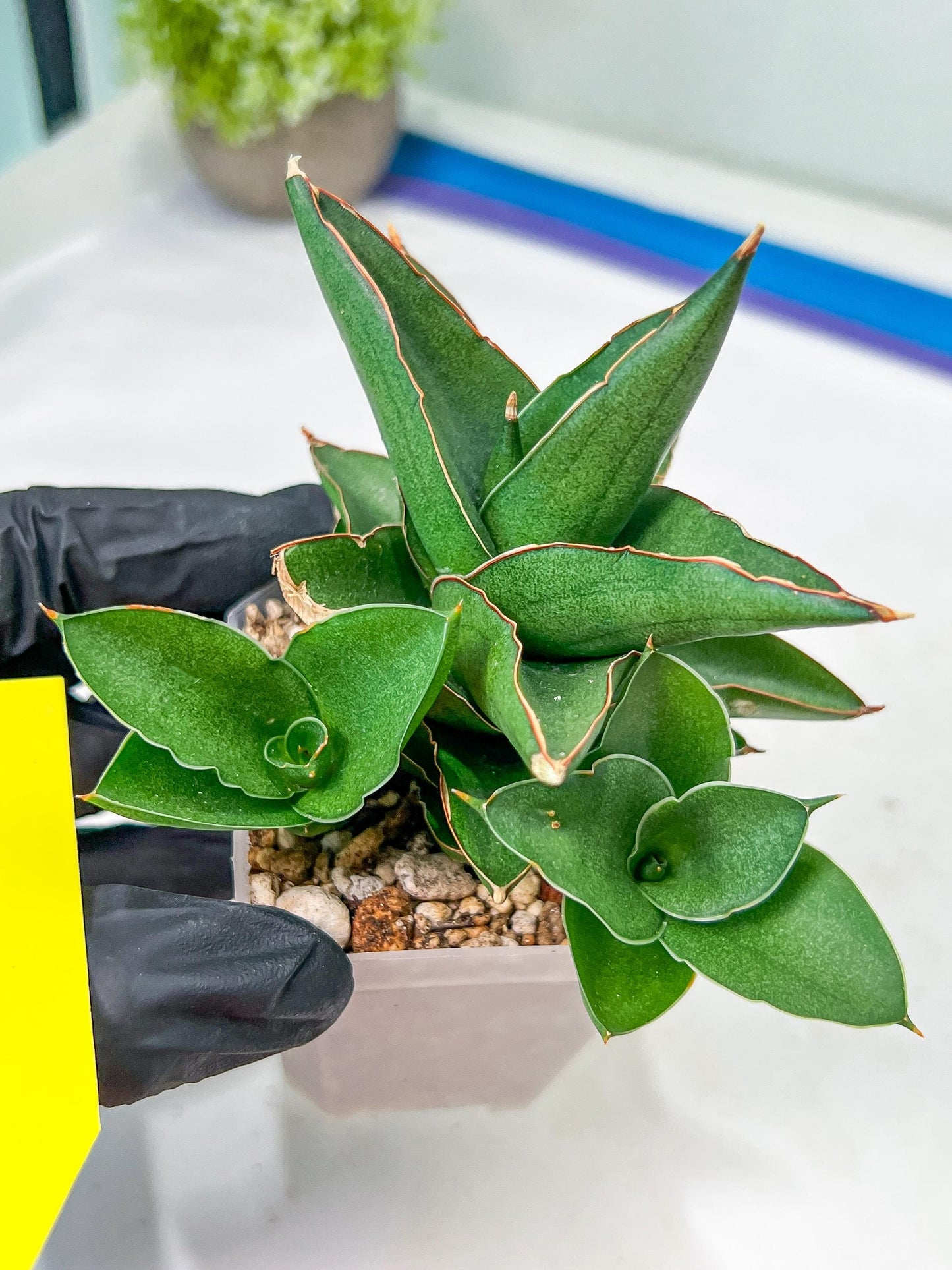 Sansevieria Bonny (PH9) | Rare Imported House Plants