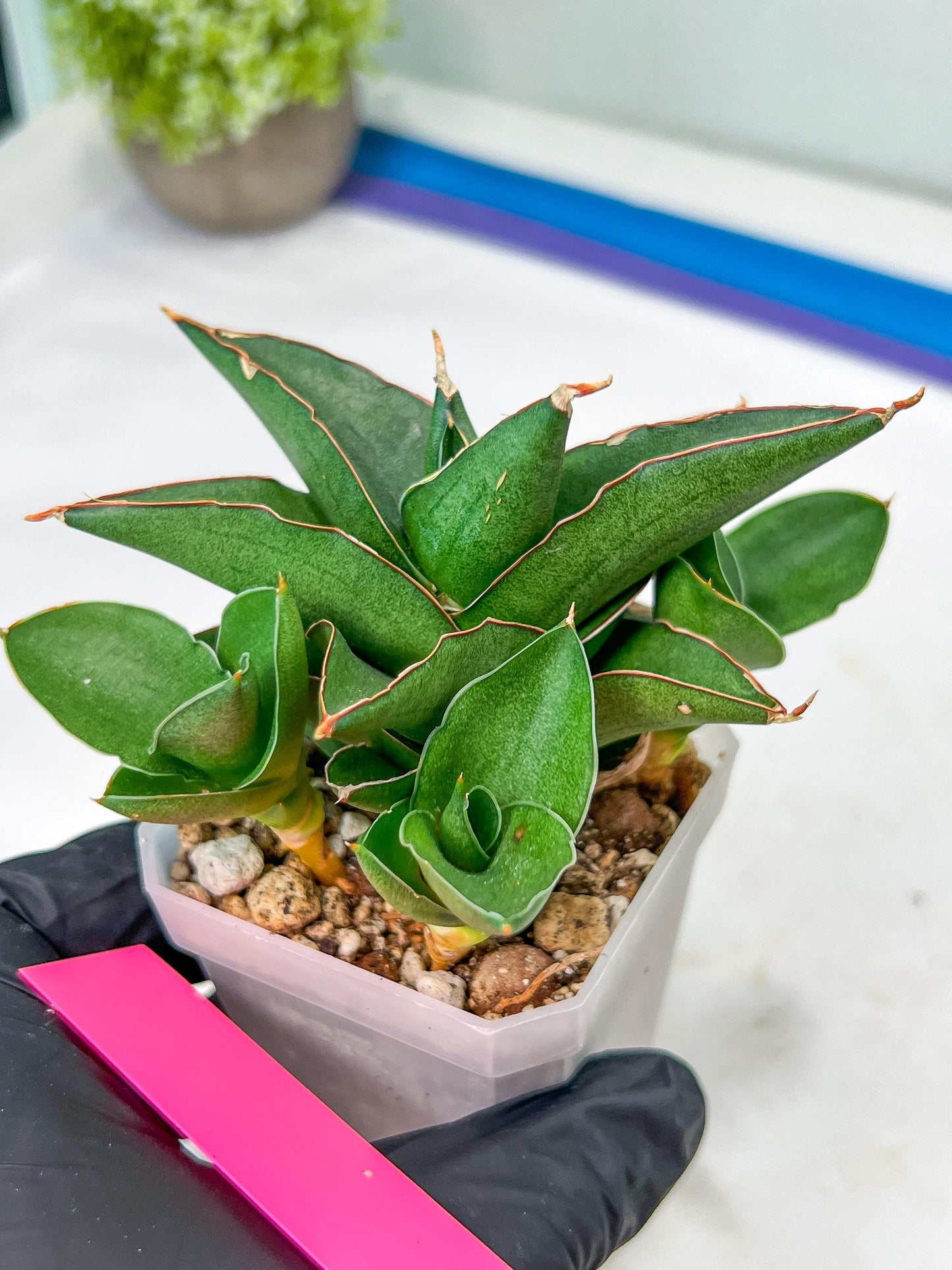 Sansevieria Bonny (PH9) | Rare Imported House Plants