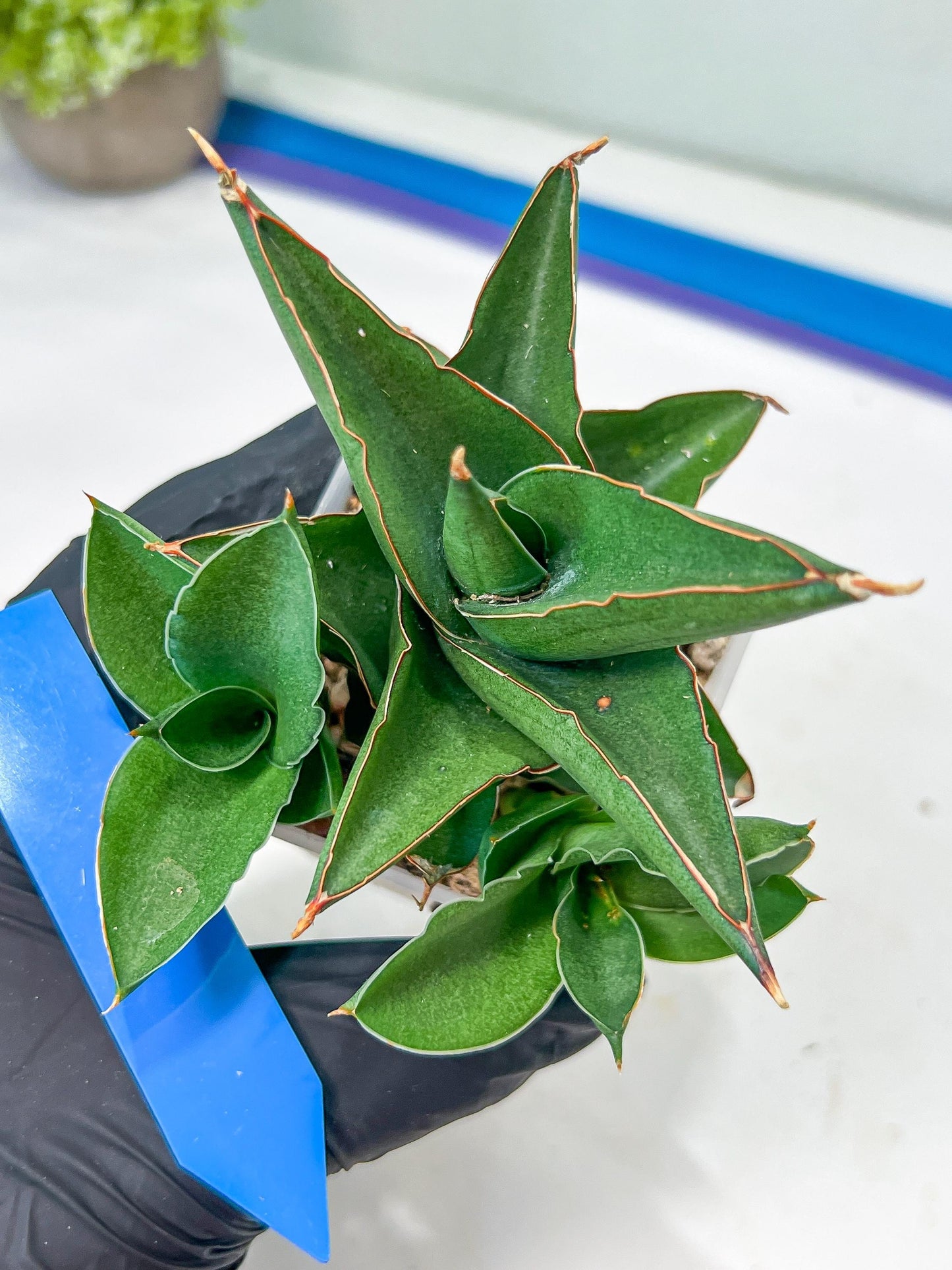 Sansevieria Bonny (PH9) | Rare Imported House Plants