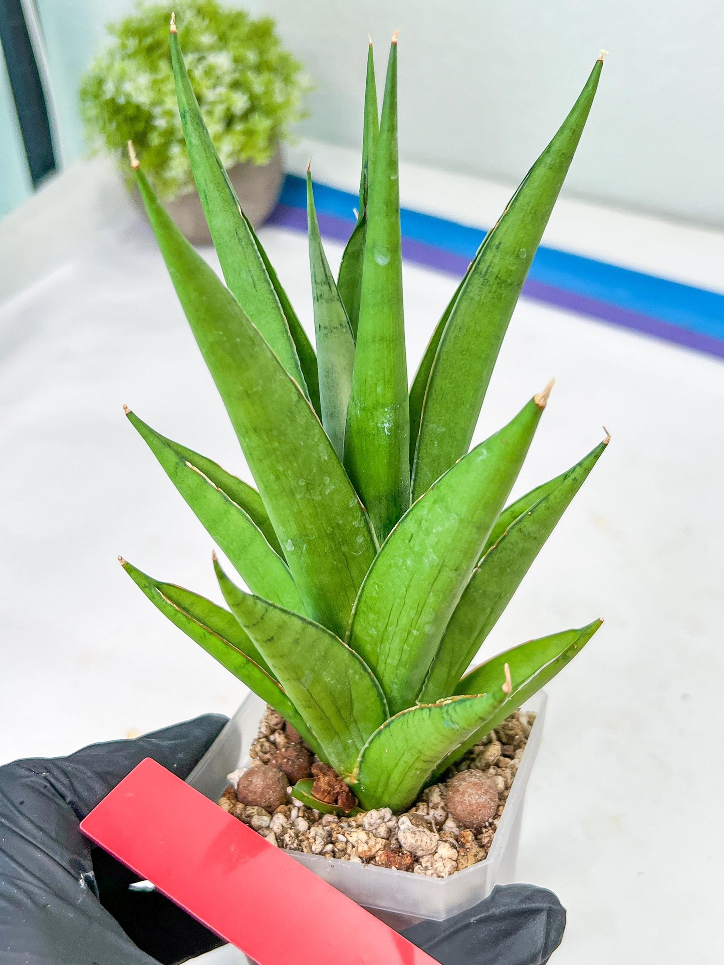 Sansevieria Silent Song (#PH11) | Discover a One-of-a-Kind Plant