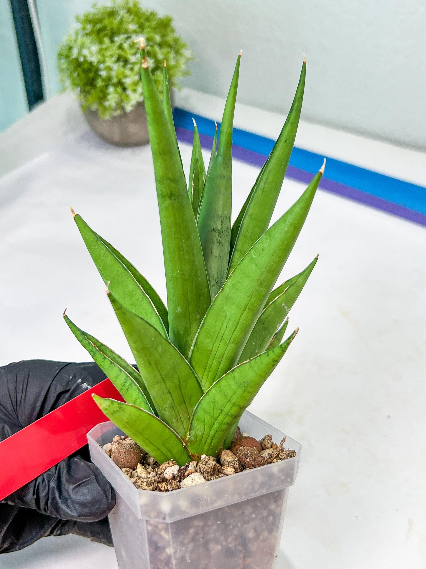 Sansevieria Silent Song (#PH11) | Discover a One-of-a-Kind Plant
