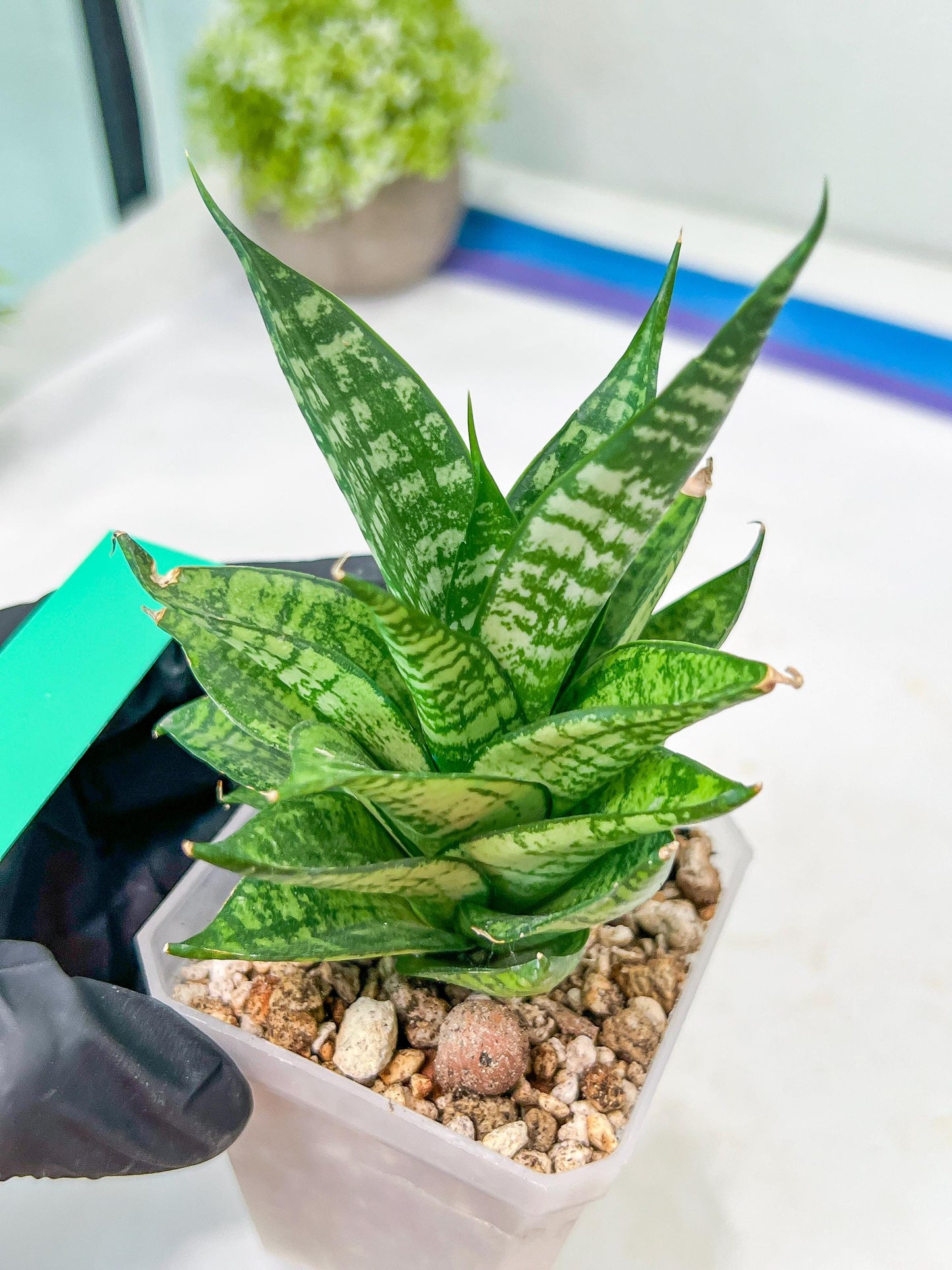 Sansevieria Ehrendel (#PH12) | Rare Imported House Plants