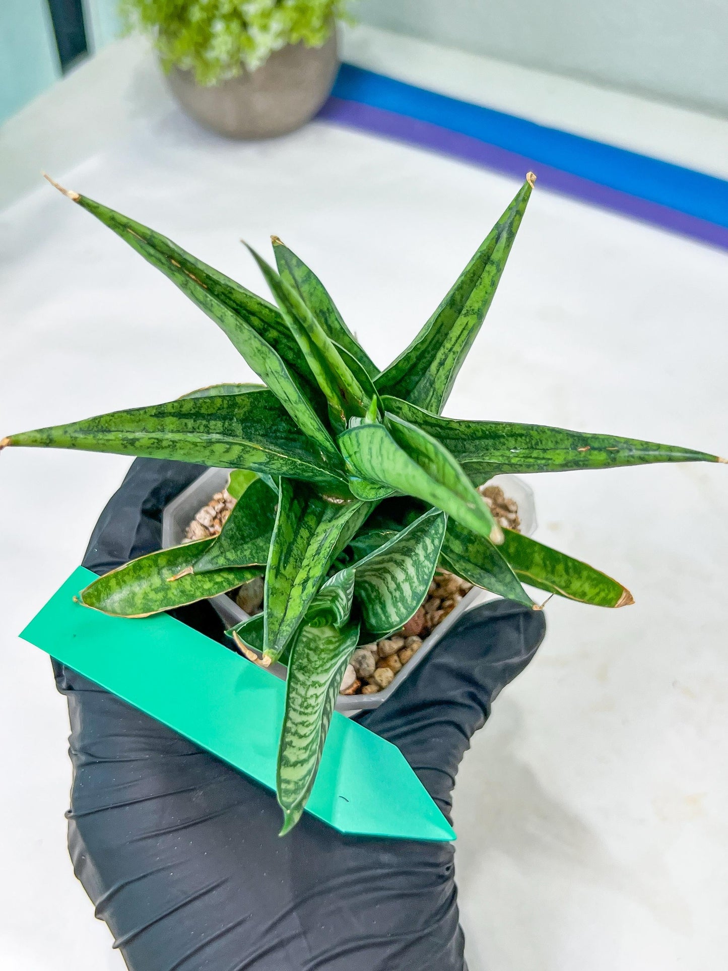 Sansevieria Icicle (#PH23) | Rare Imported House Plants