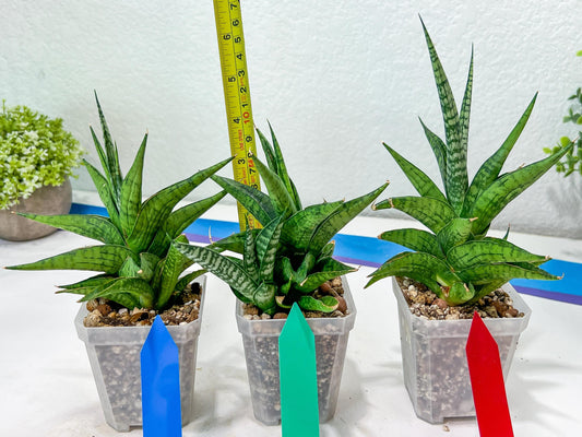 Sansevieria Icicle (#PH23) | Rare Imported House Plants