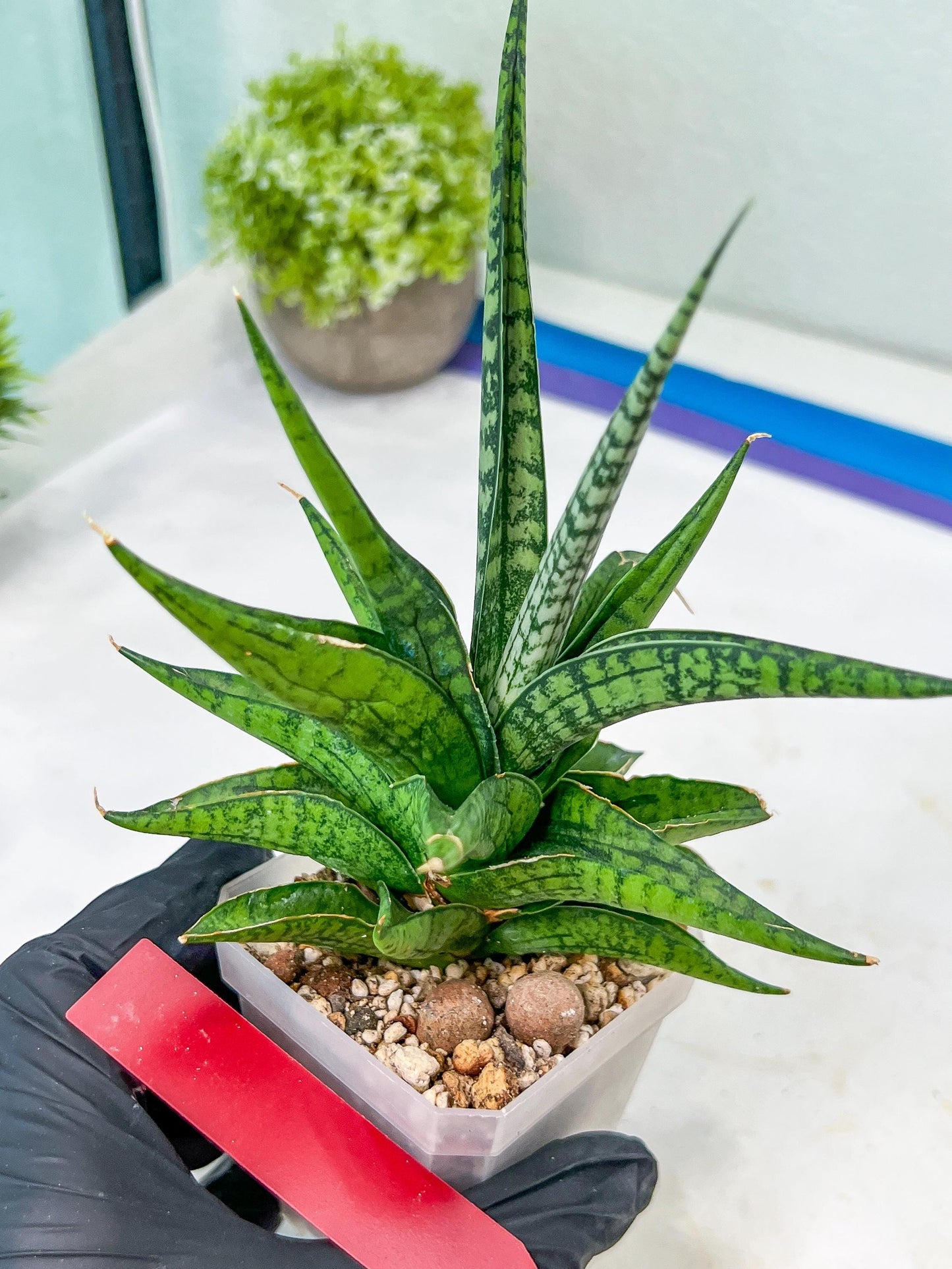 Sansevieria Icicle (#PH23) | Rare Imported House Plants