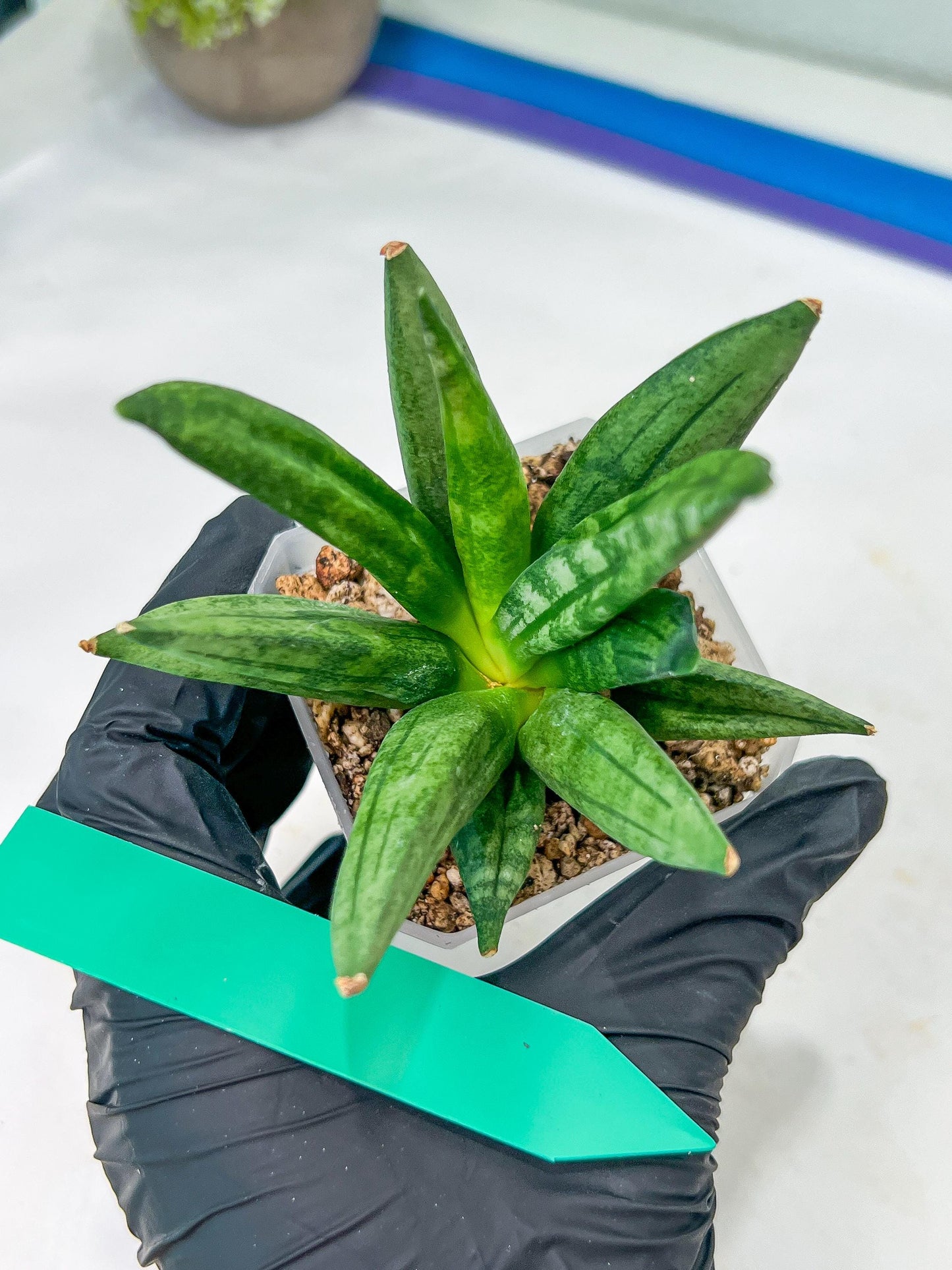 Sansevieria Hedgehog (#PH24) | Find an Extraordinary and Rare Plant