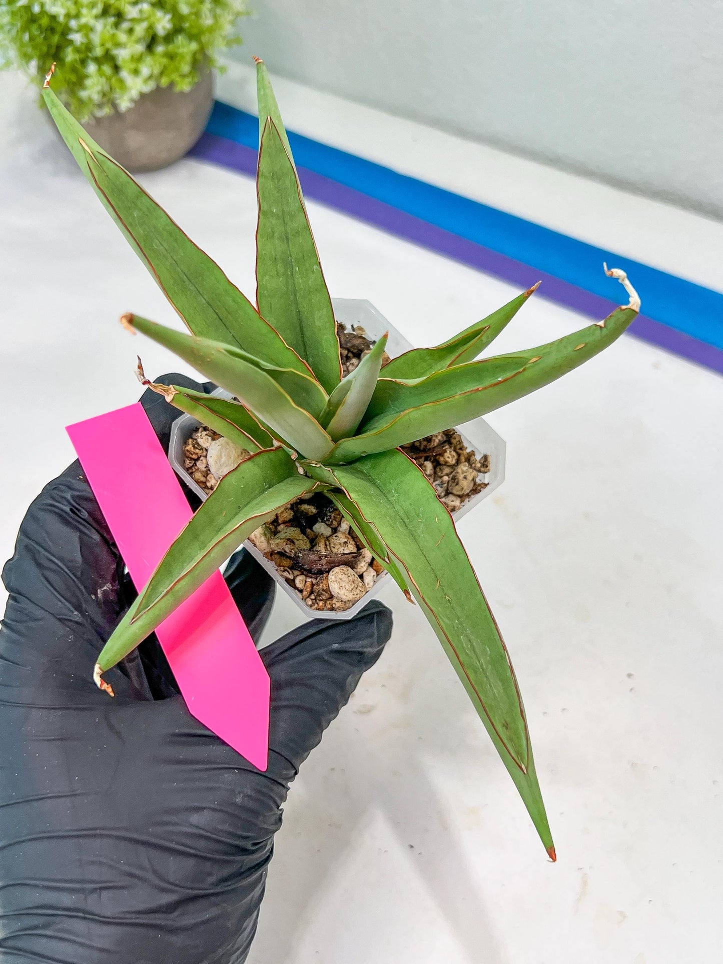 Sansevieria Chao Praya (PH26) | Rare Imported Hybrids