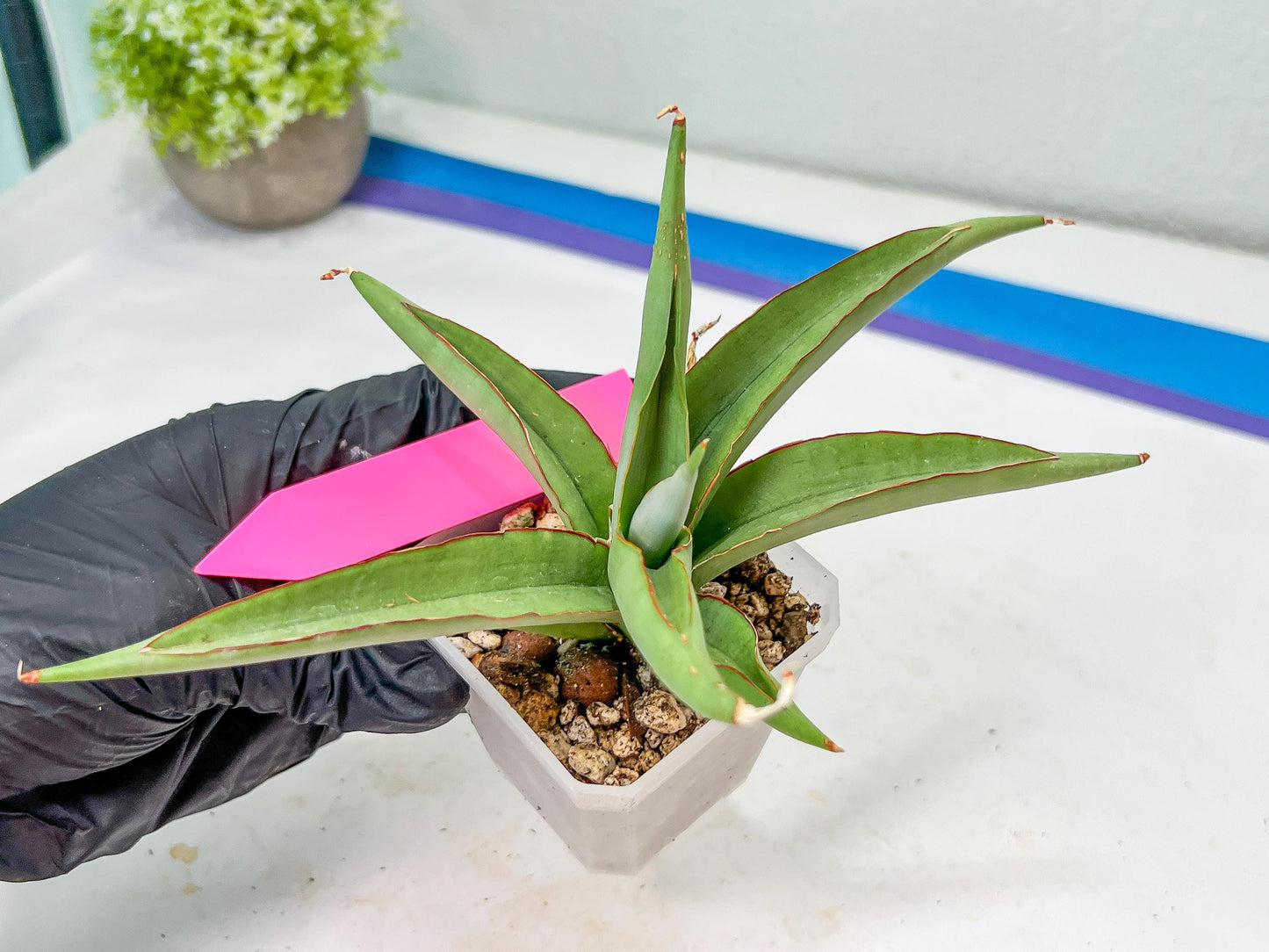 Sansevieria Chao Praya (PH26) | Rare Imported Hybrids