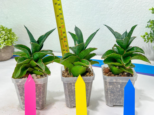 Sansevieria Emerald (#PH27) | Rare Imported House Plants