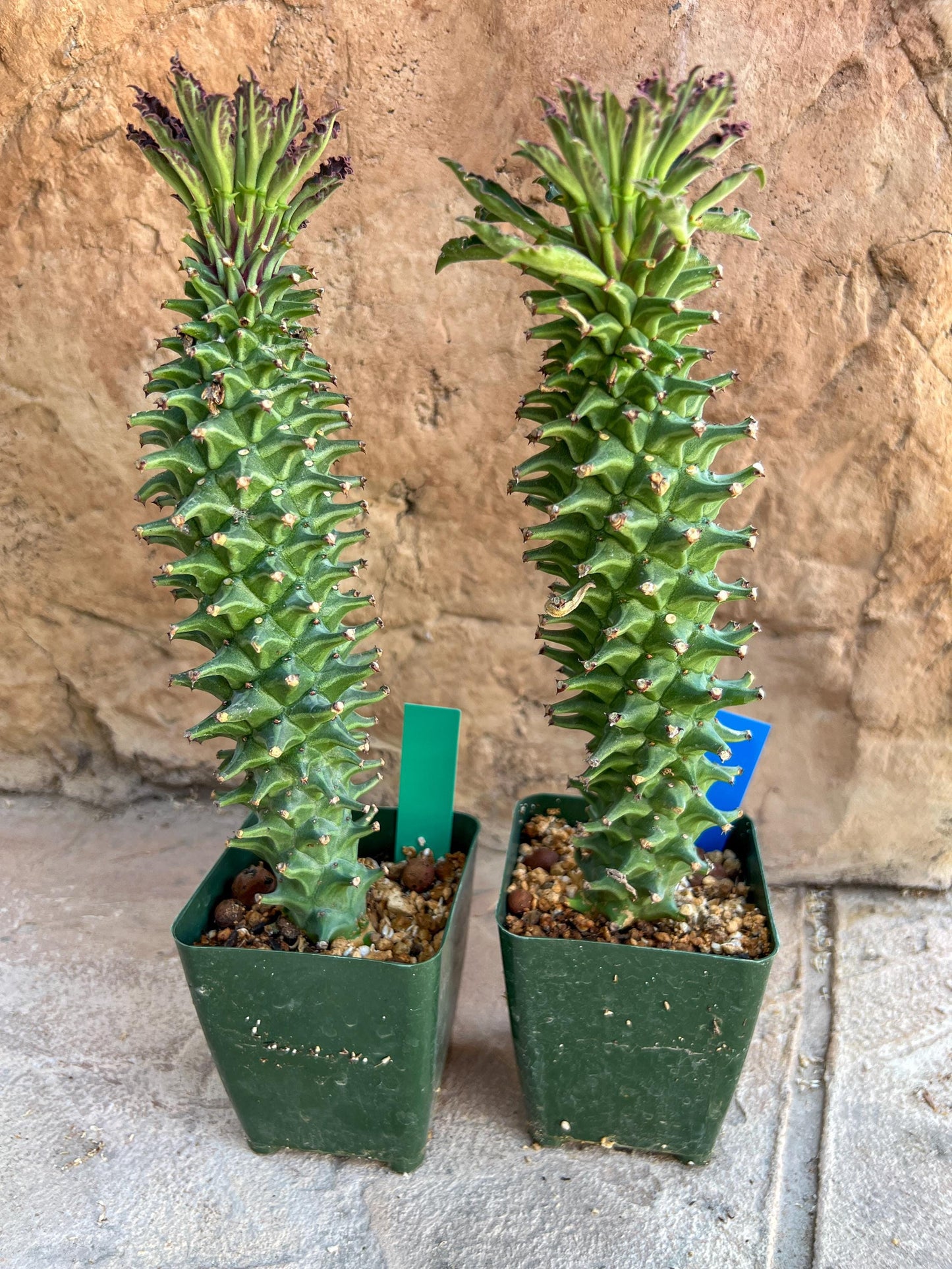 Monadenium Guentheri 2.0 | Imported Cactus | Rare Succulent