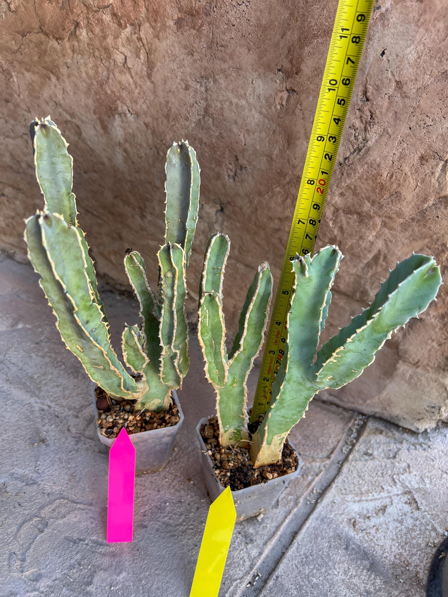 Ammak 'Green' | Rare Imported Plants | 2.5" Pot