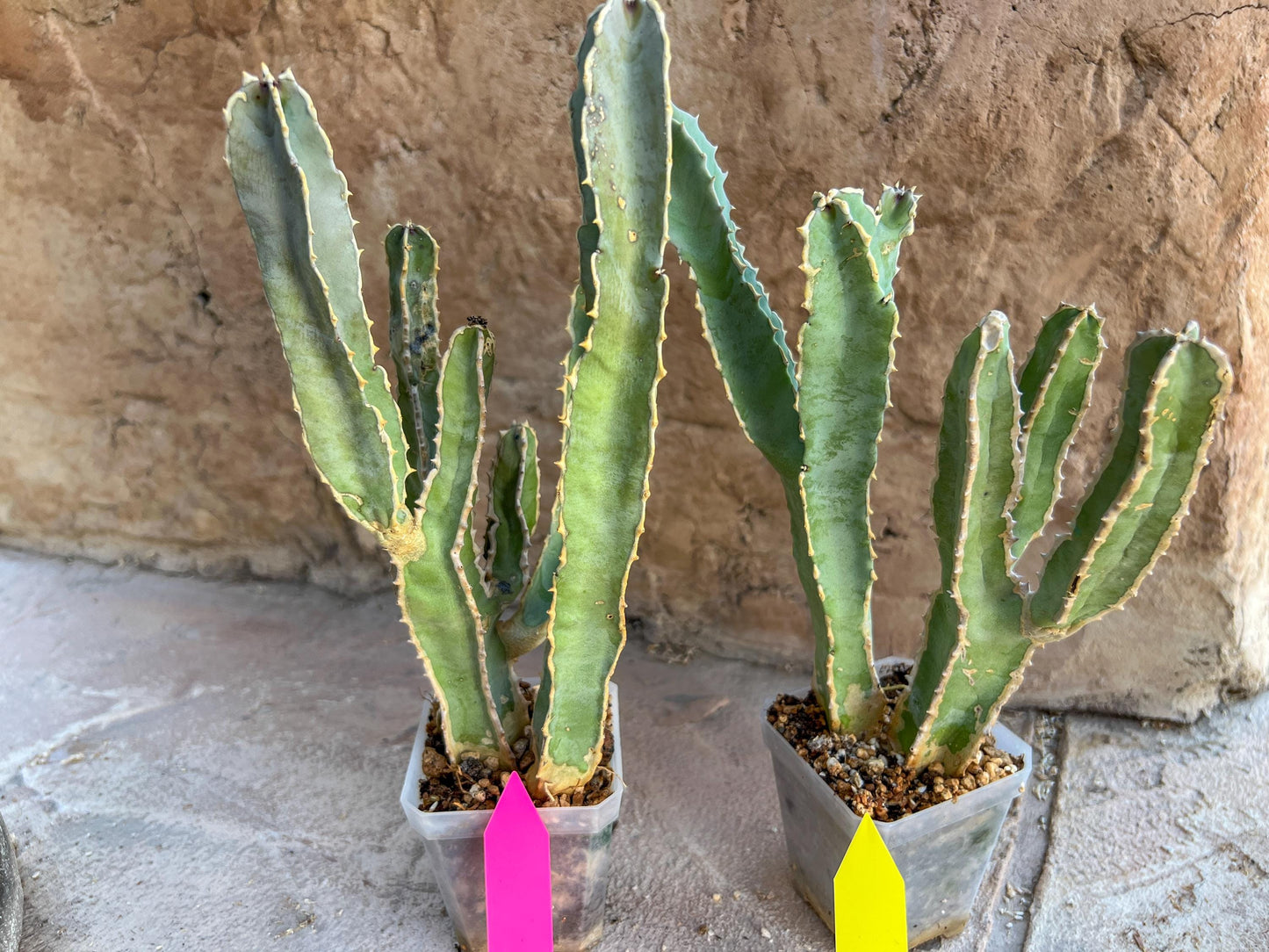 Ammak 'Green' | Rare Imported Plants | 2.5" Pot